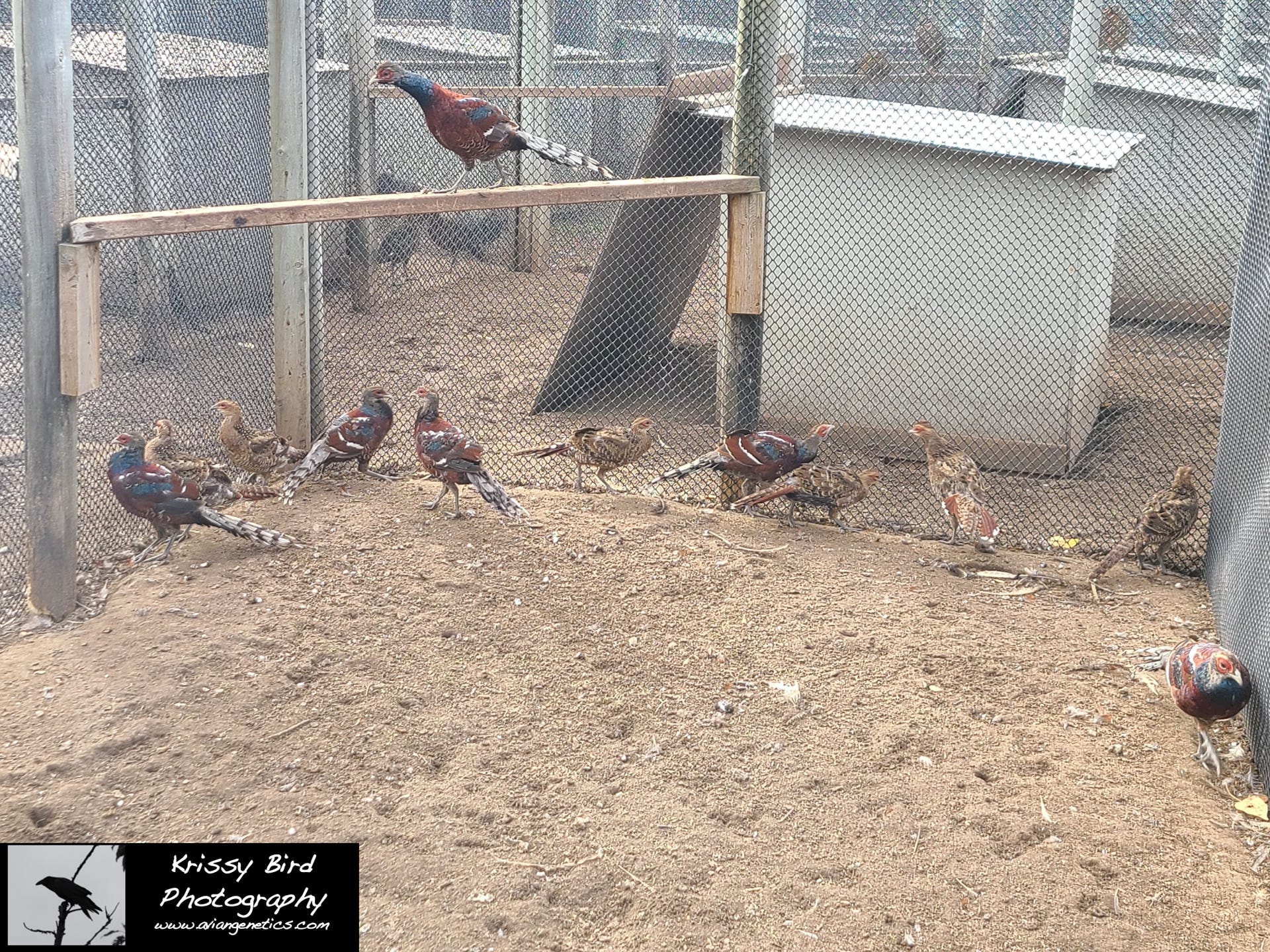 Pheasant Ridge - Humes Pheasant Chicks