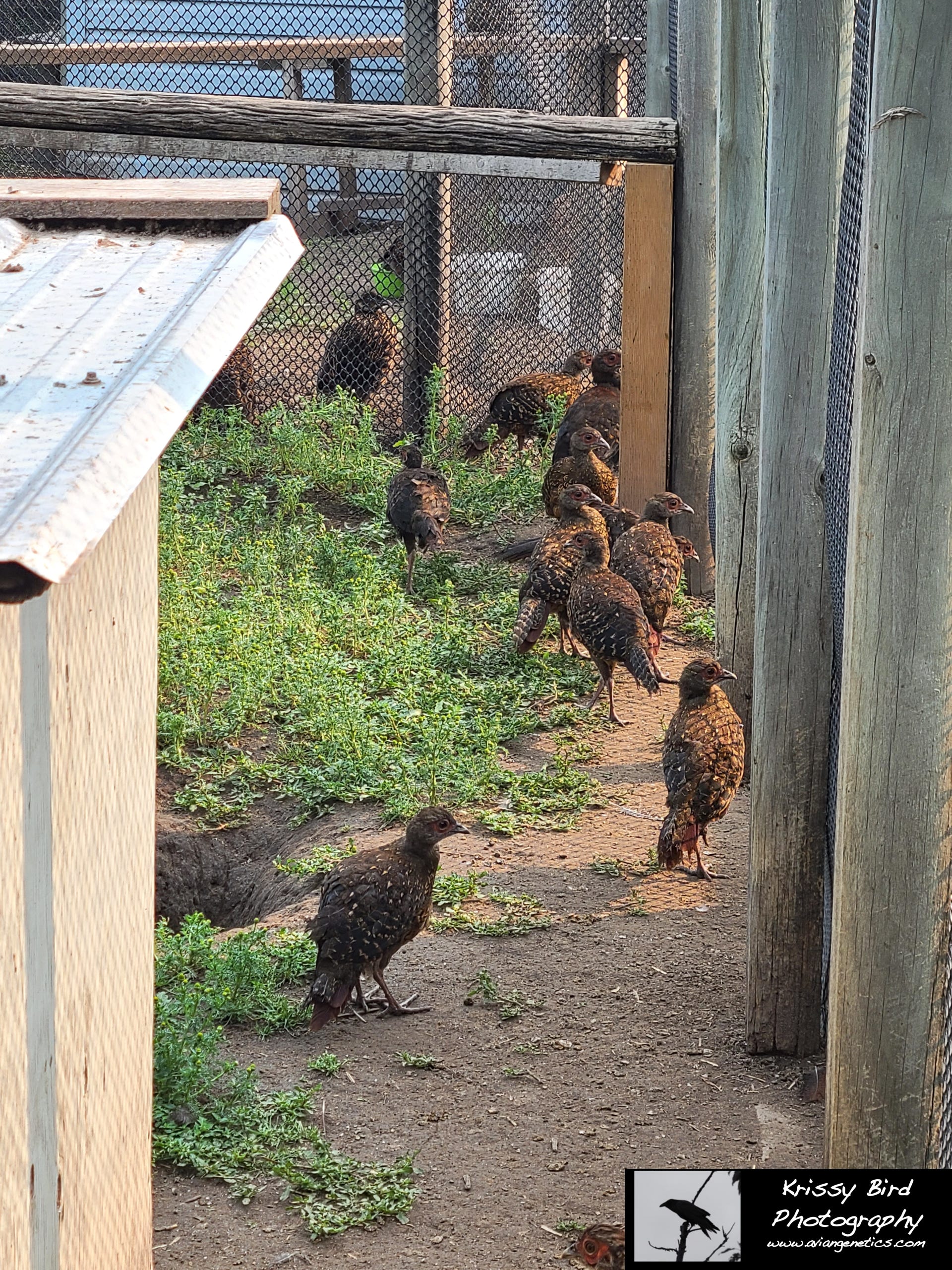 Pheasant Ridge - Swinhoe Pheasant Chicks
