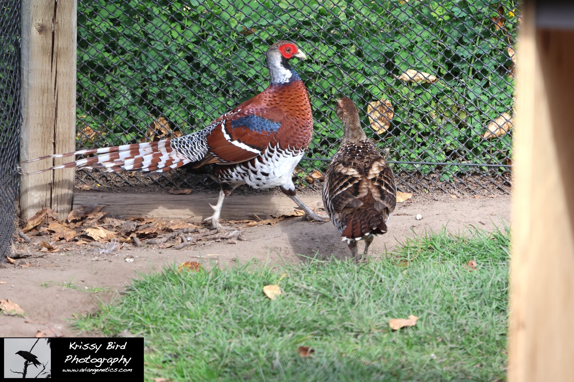 Pheasant Ridge - Elliot Pheasant Pair