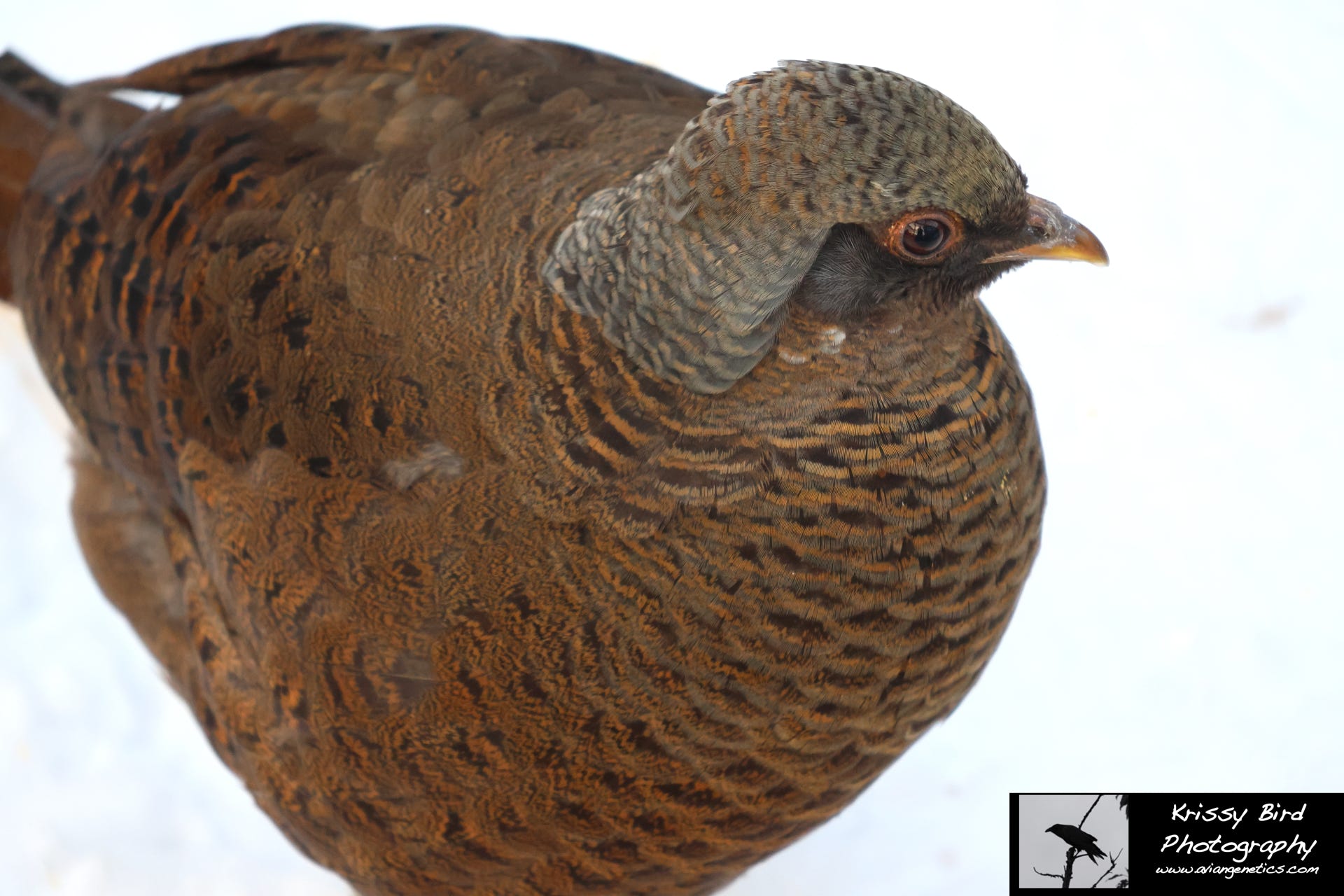 Pheasant Ridge - Flame Golden Pheasant Female
