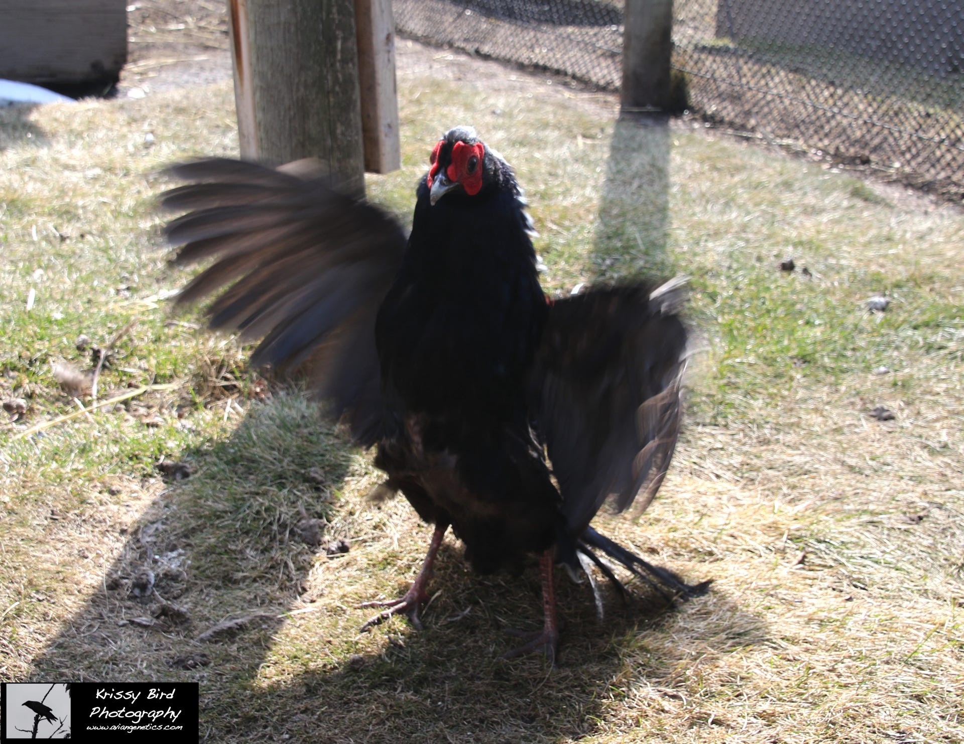Pheasant Ridge - Swinhoe Pheasant Male Displaying
