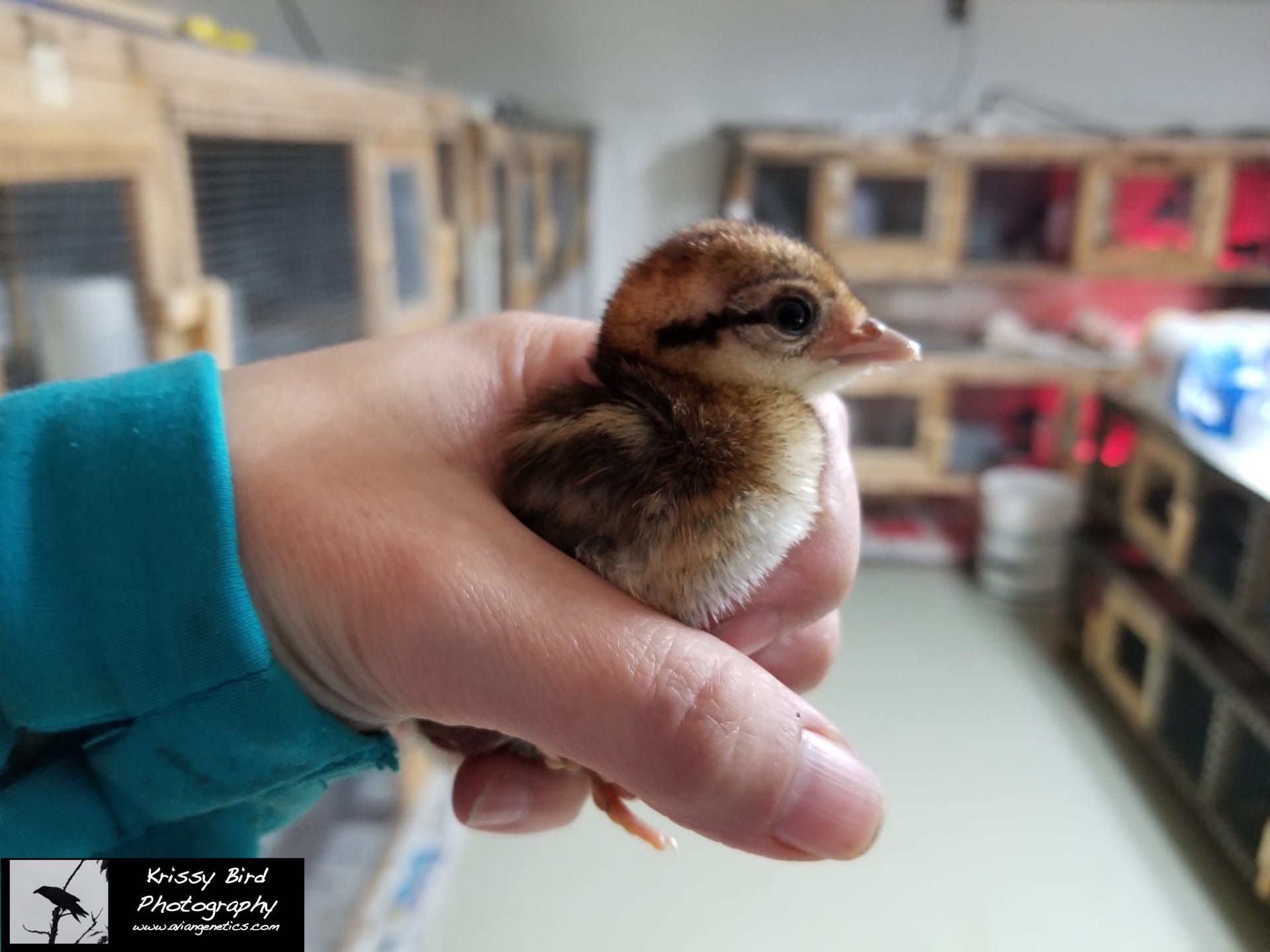 Pheasant Ridge - Swinhoe Pheasant Chick