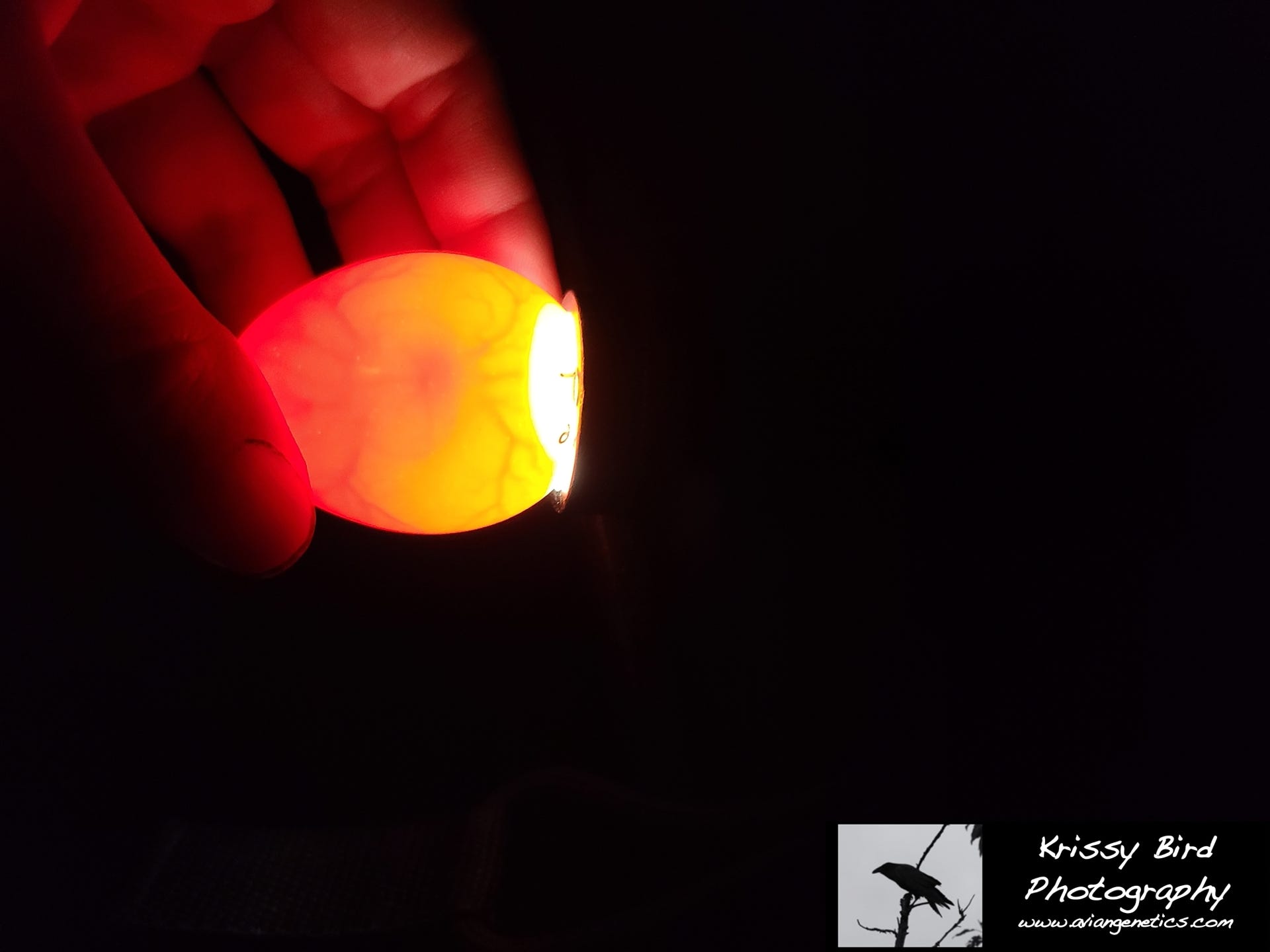 Pheasant Ridge Egg Candling - Fertile Egg