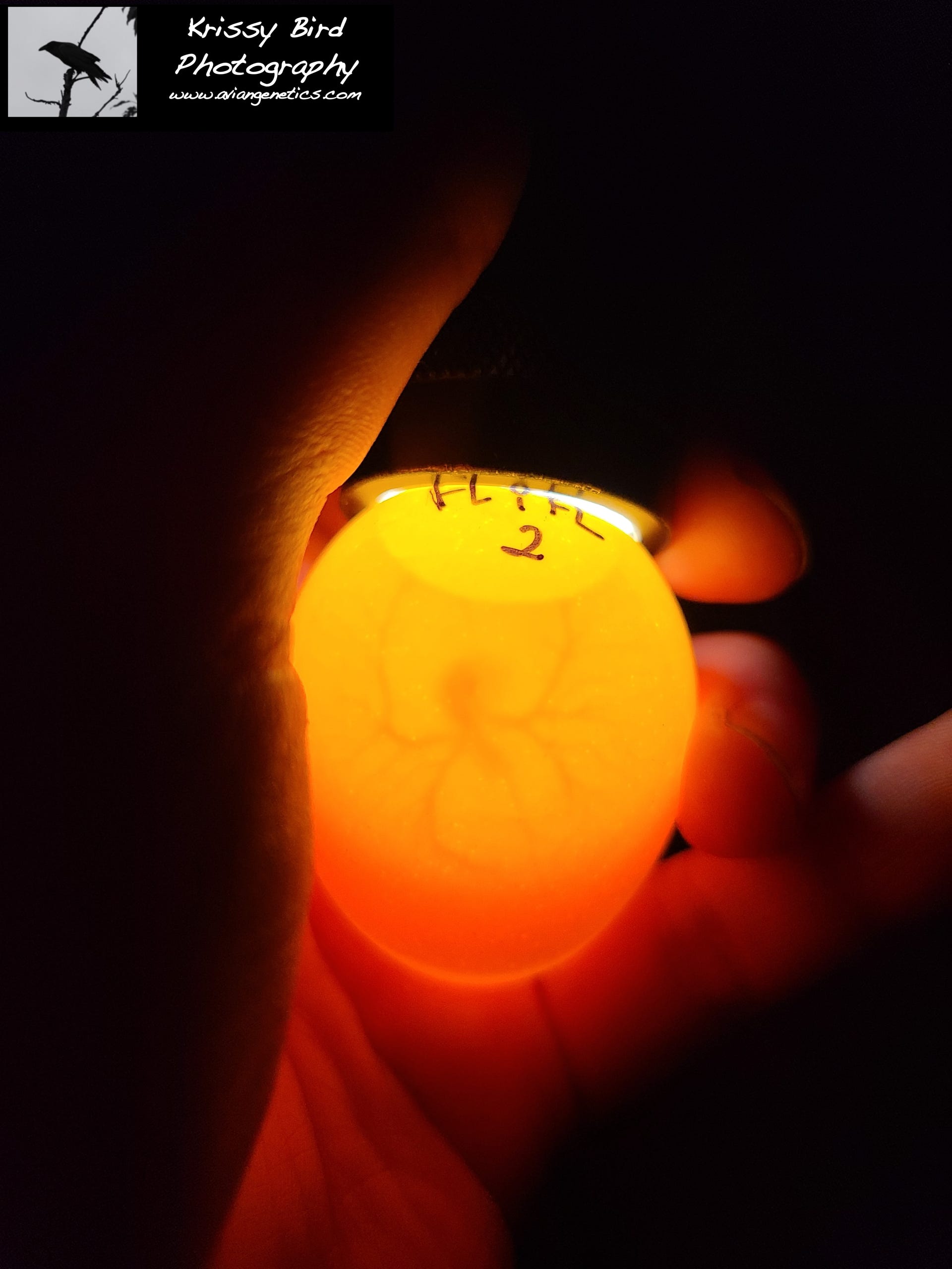 Pheasant Ridge Egg Candling - Fertile Egg