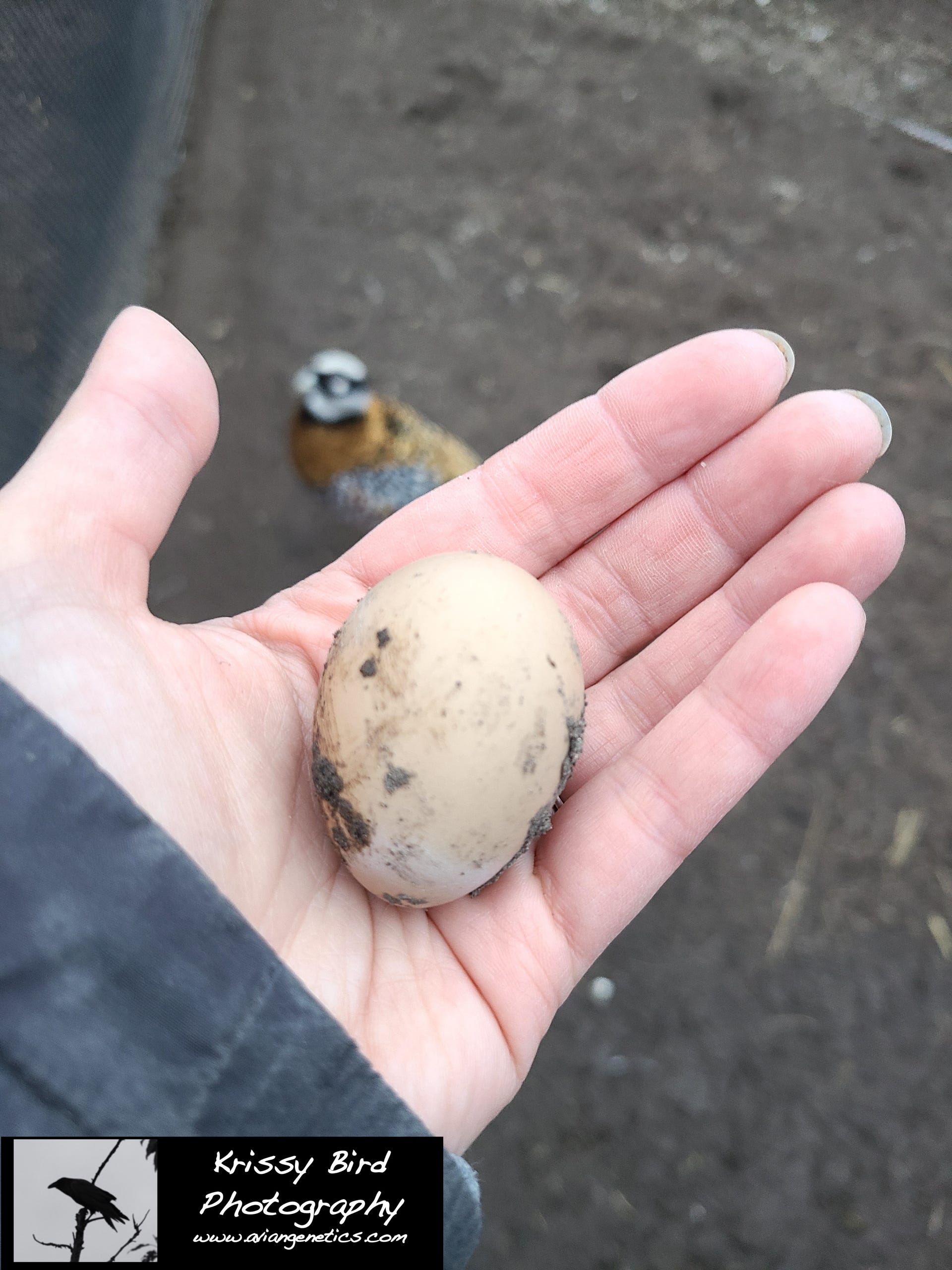 Pheasant Ridge - Reeves Pheasant Egg