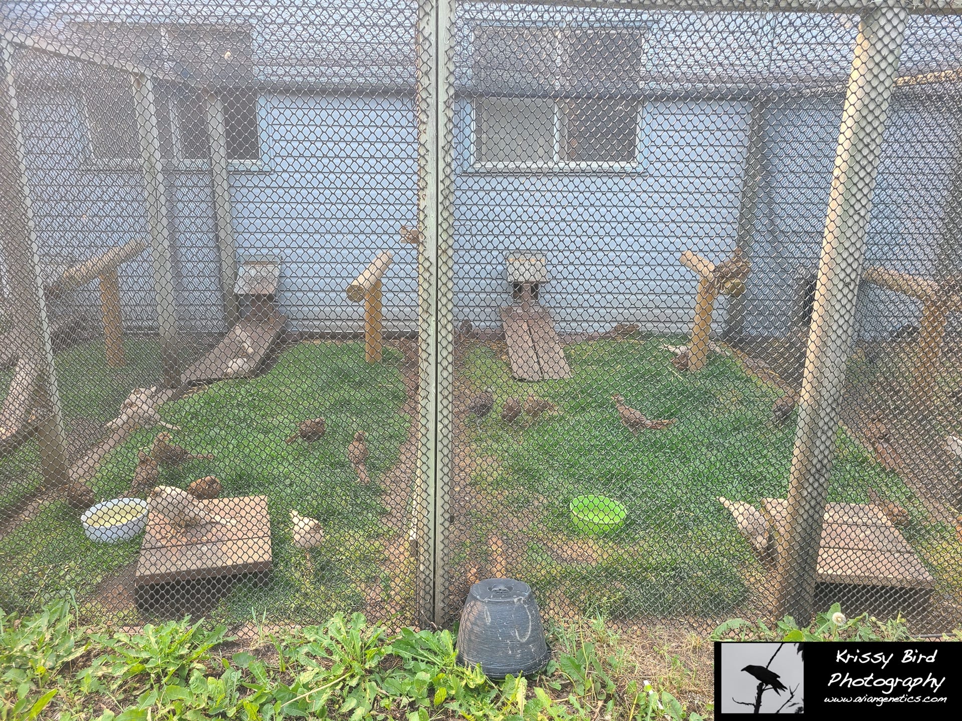 Pheasant Ridge Pheasant House Chick Pens - Outside