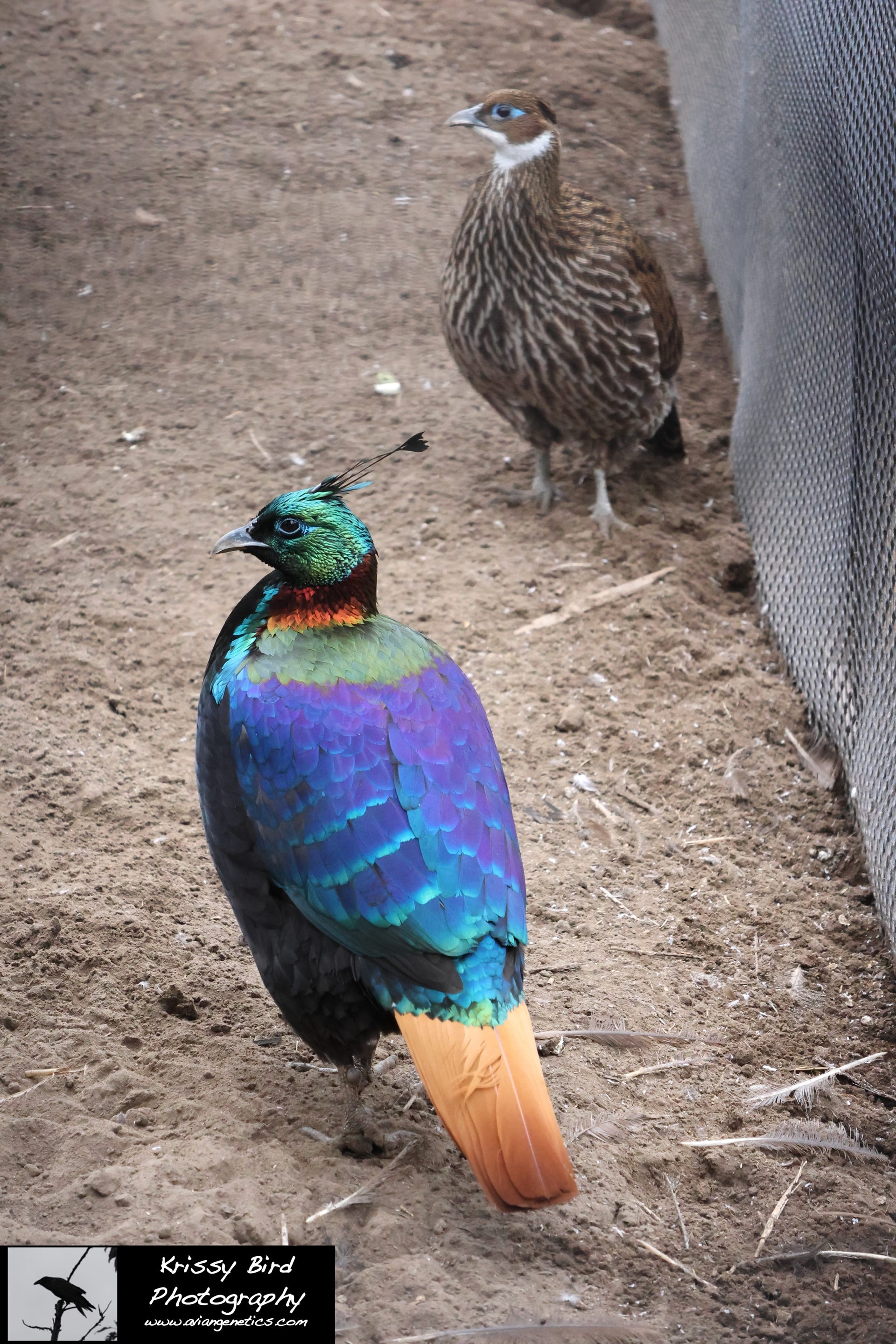 Pheasant Ridge - Impeyan Pheasant Pair