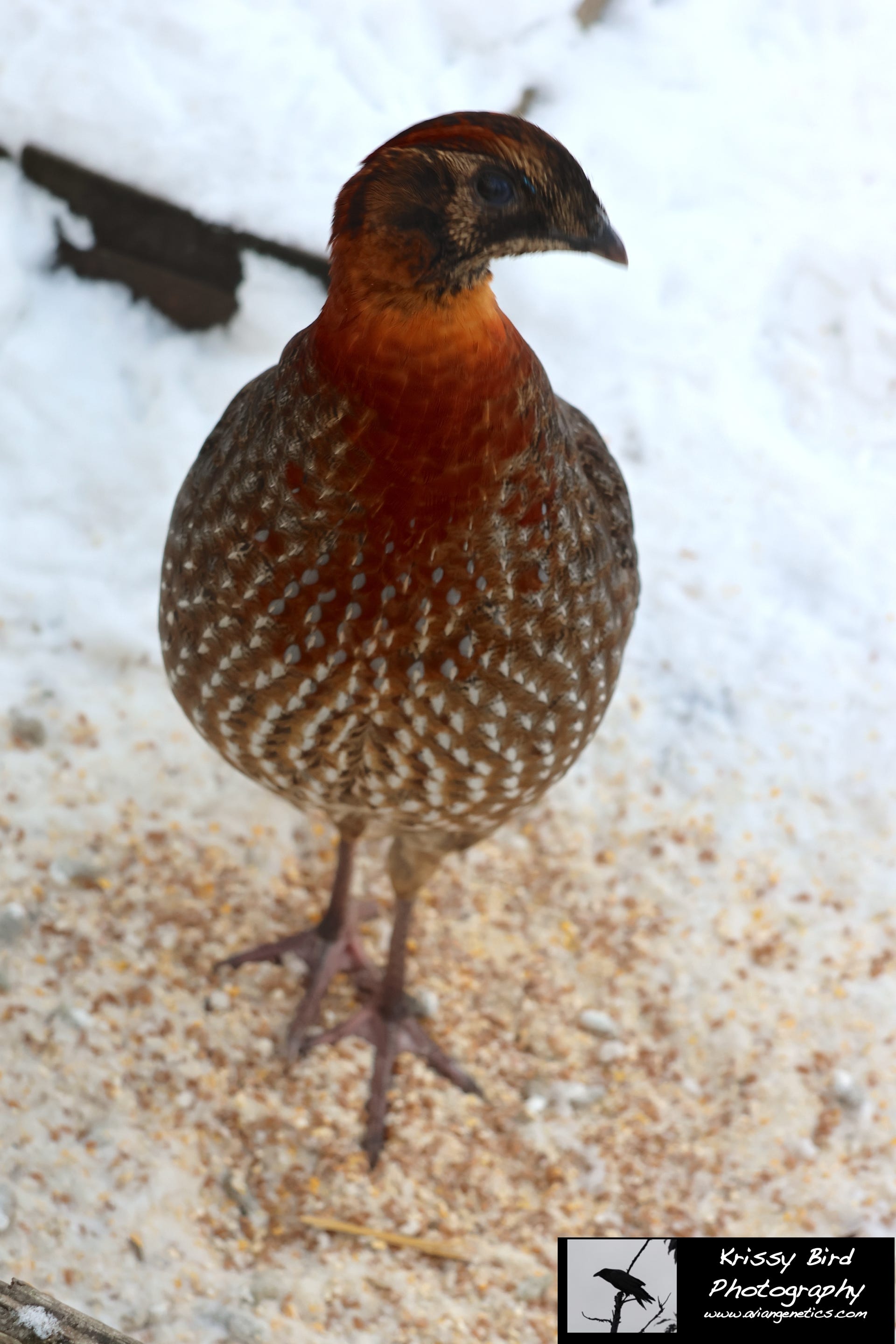 Pheasant Ridge - Young Temminck's Tragopan Pheasant Male
