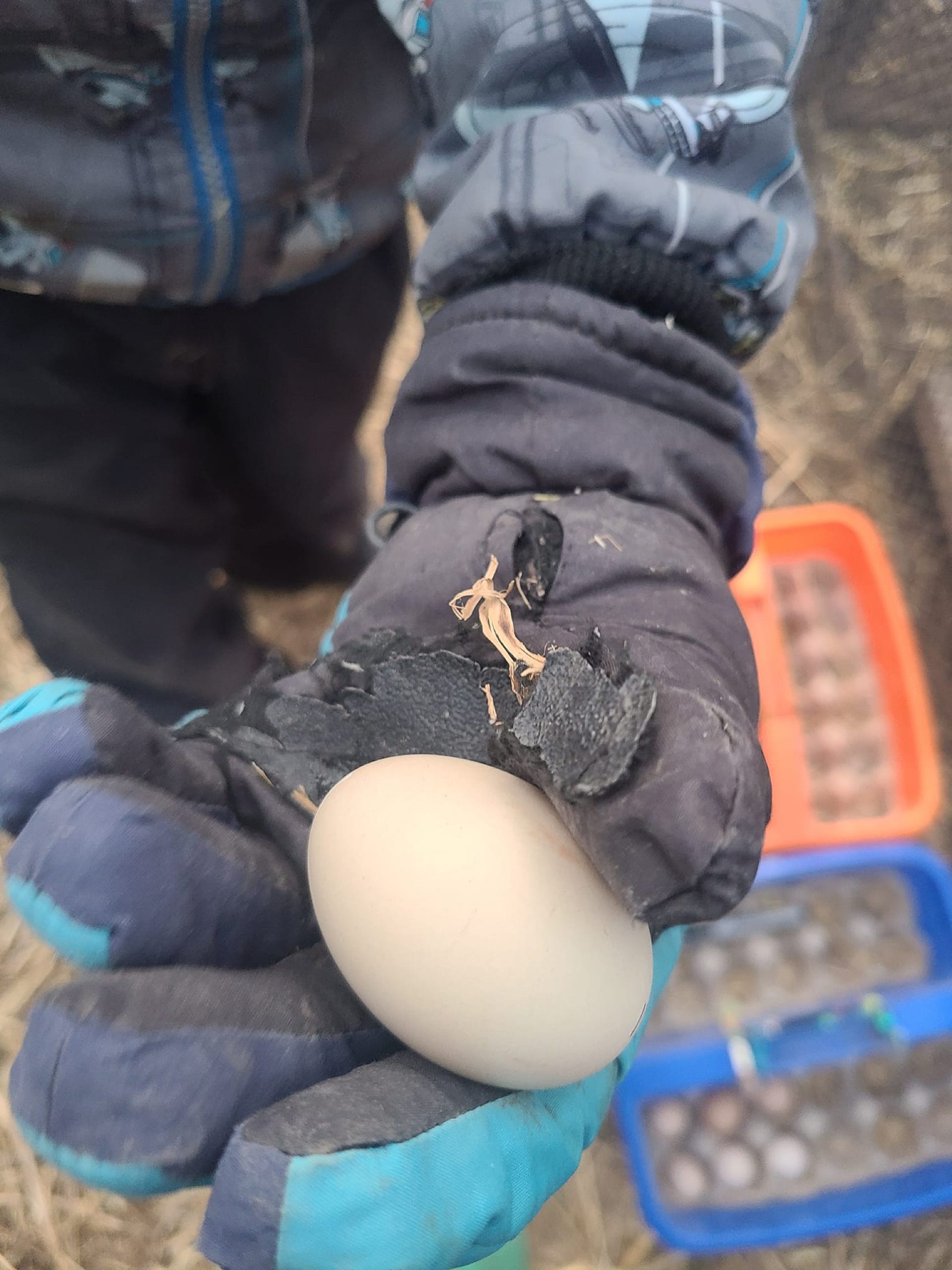 Pheasant Ridge - Flame Golden Pheasant Egg