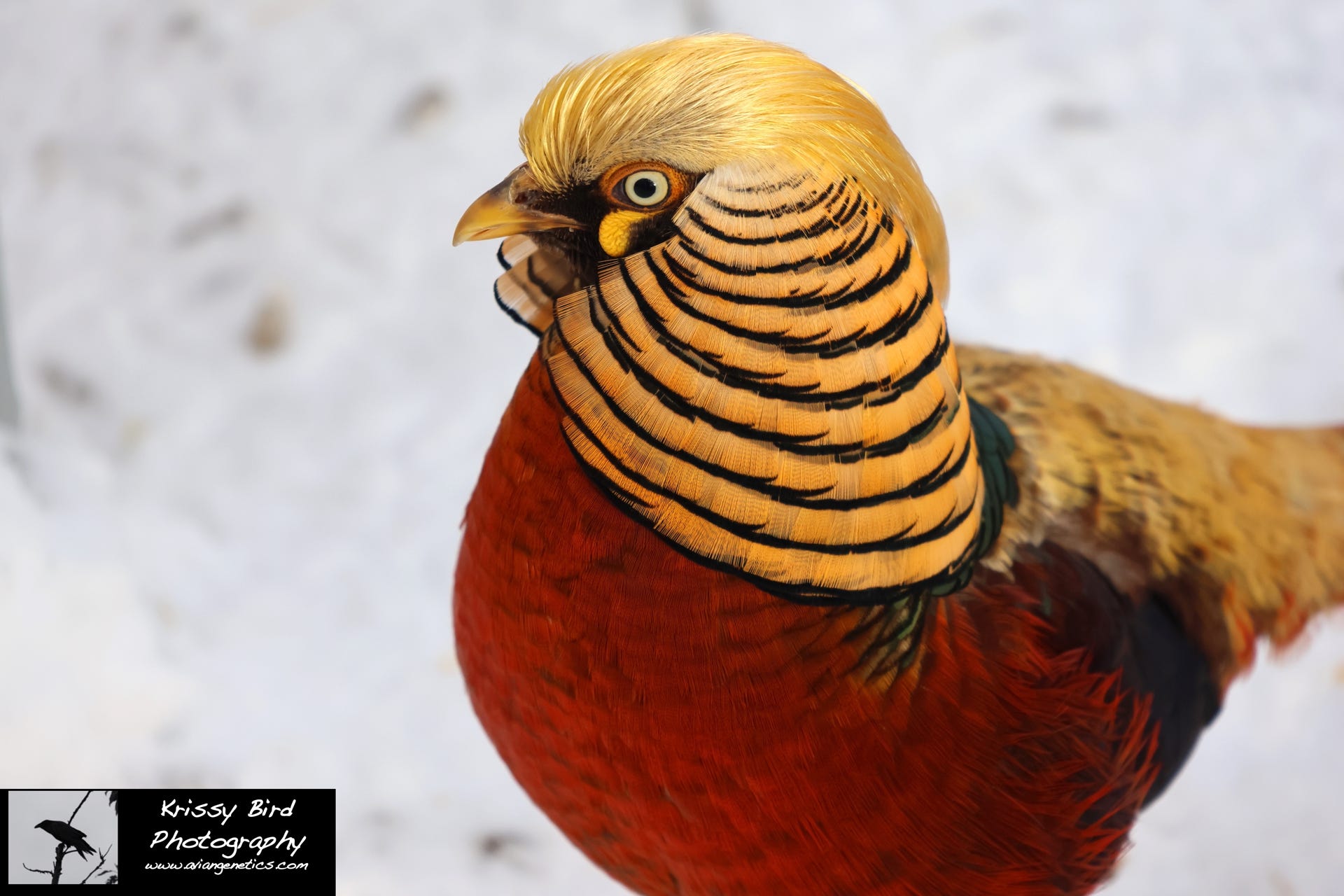 Pheasant Ridge - Flame Golden Pheasant Male