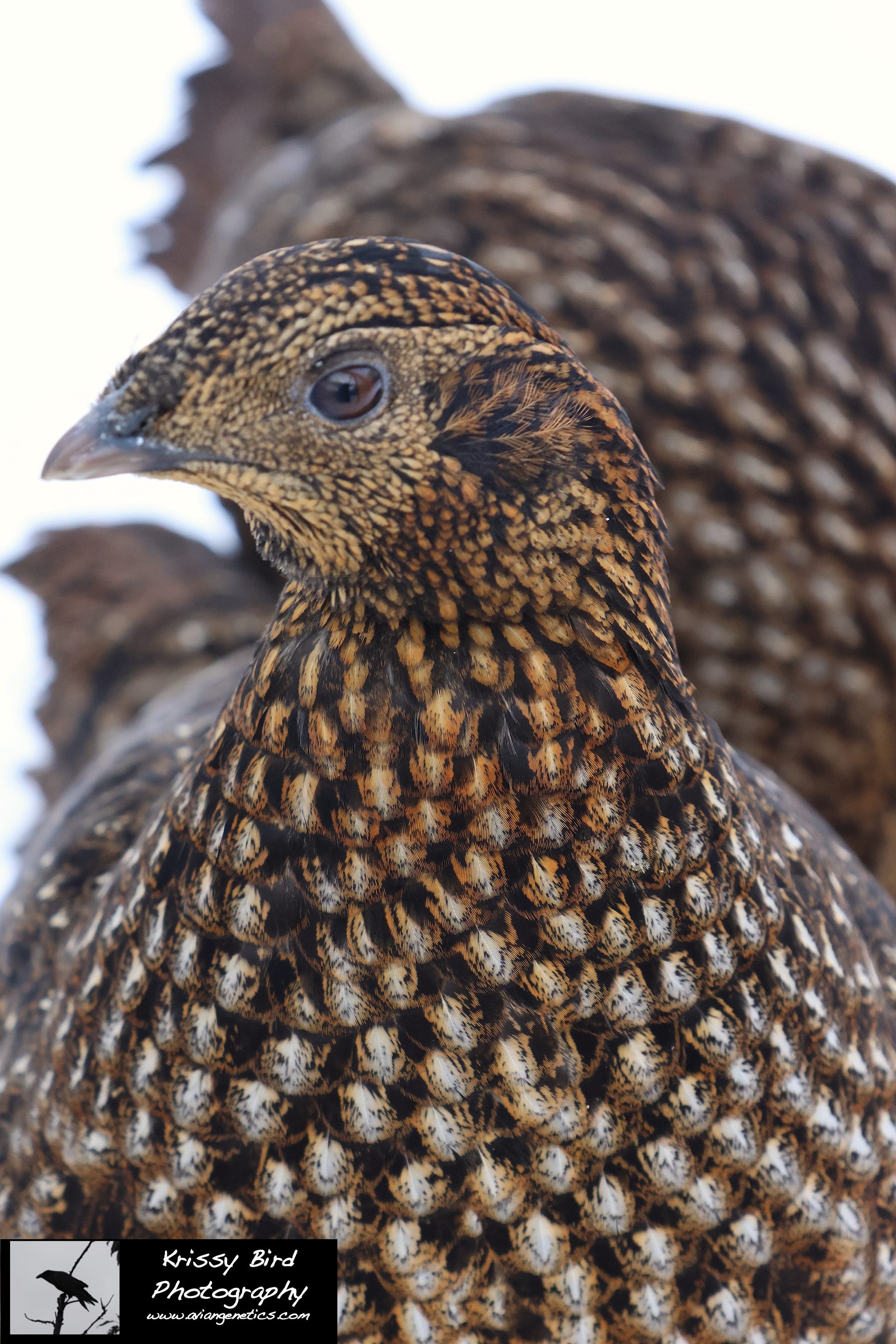 Pheasant Ridge - Temminck's Tragopan Pheasant Female