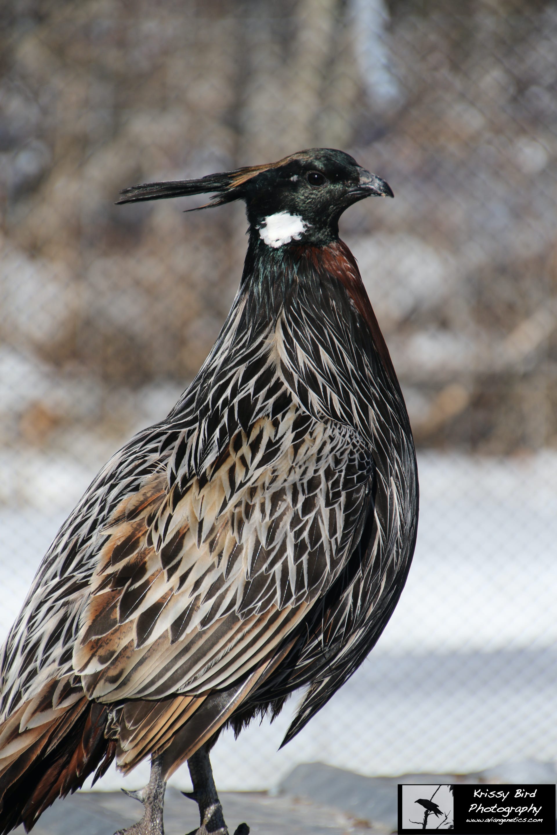 Pheasant Ridge - Koklass Male
