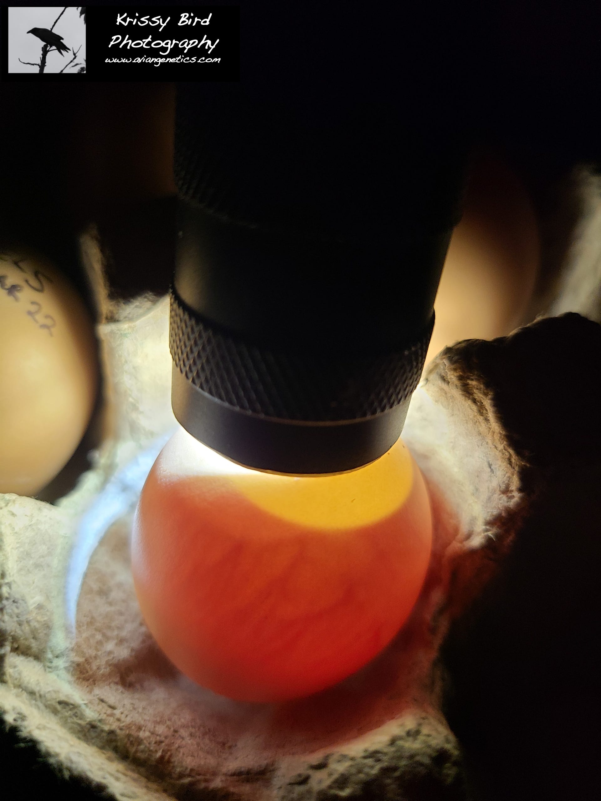 Pheasant Ridge Egg Candling - Fertile Egg
