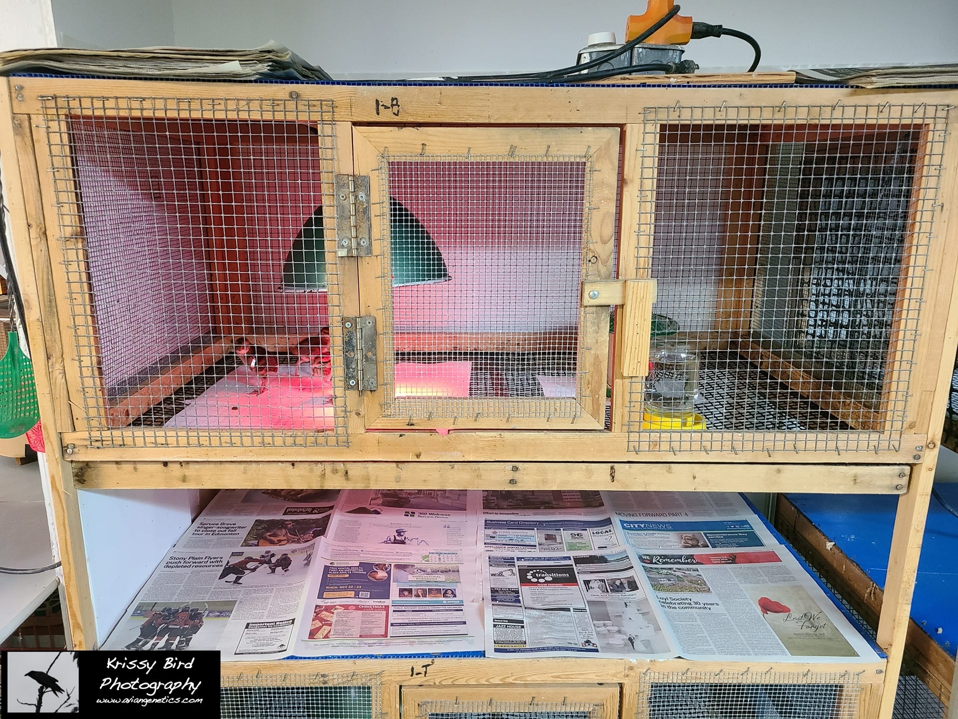 Pheasant Ridge Second Baby Pen