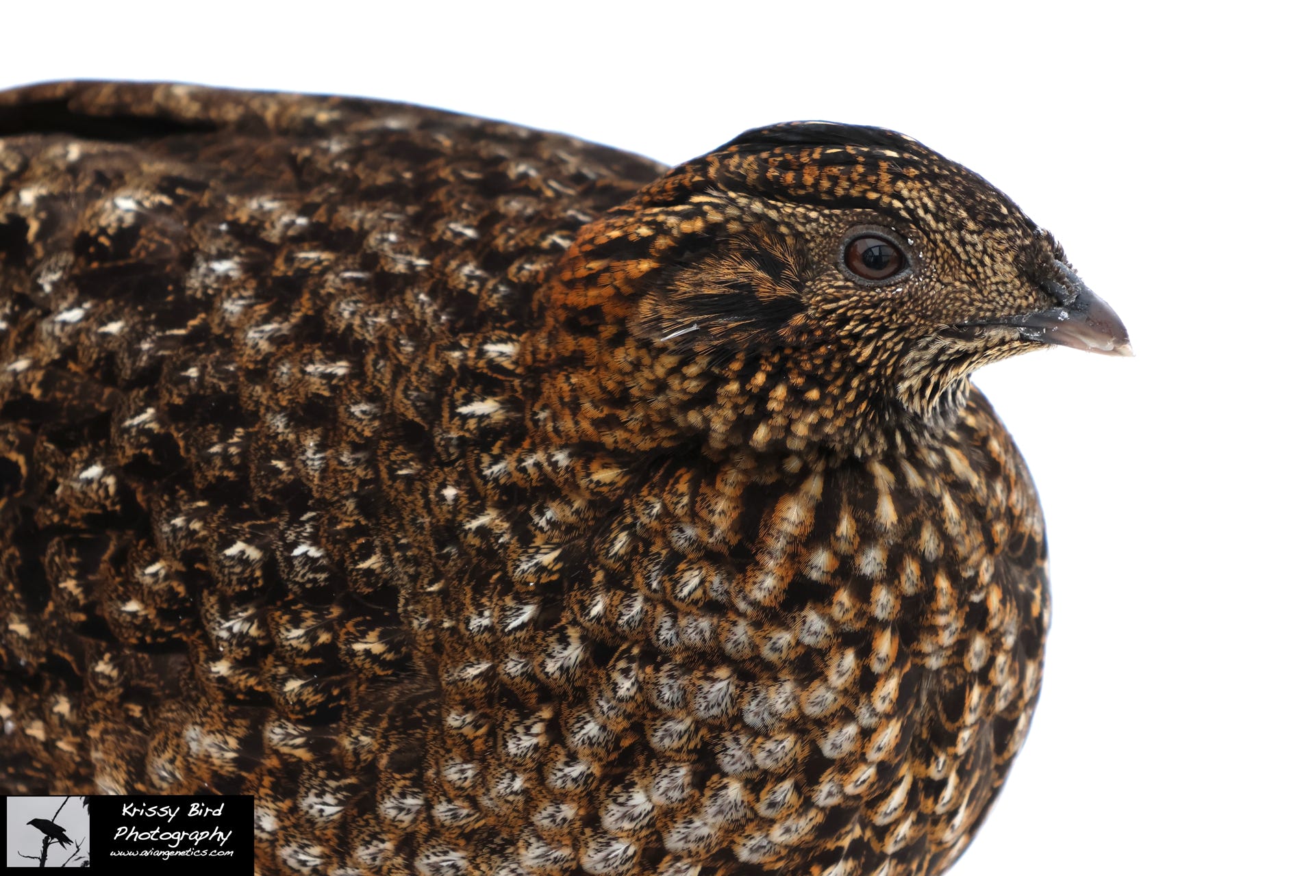 Pheasant Ridge - Temminck's Tragopan Pheasant Female