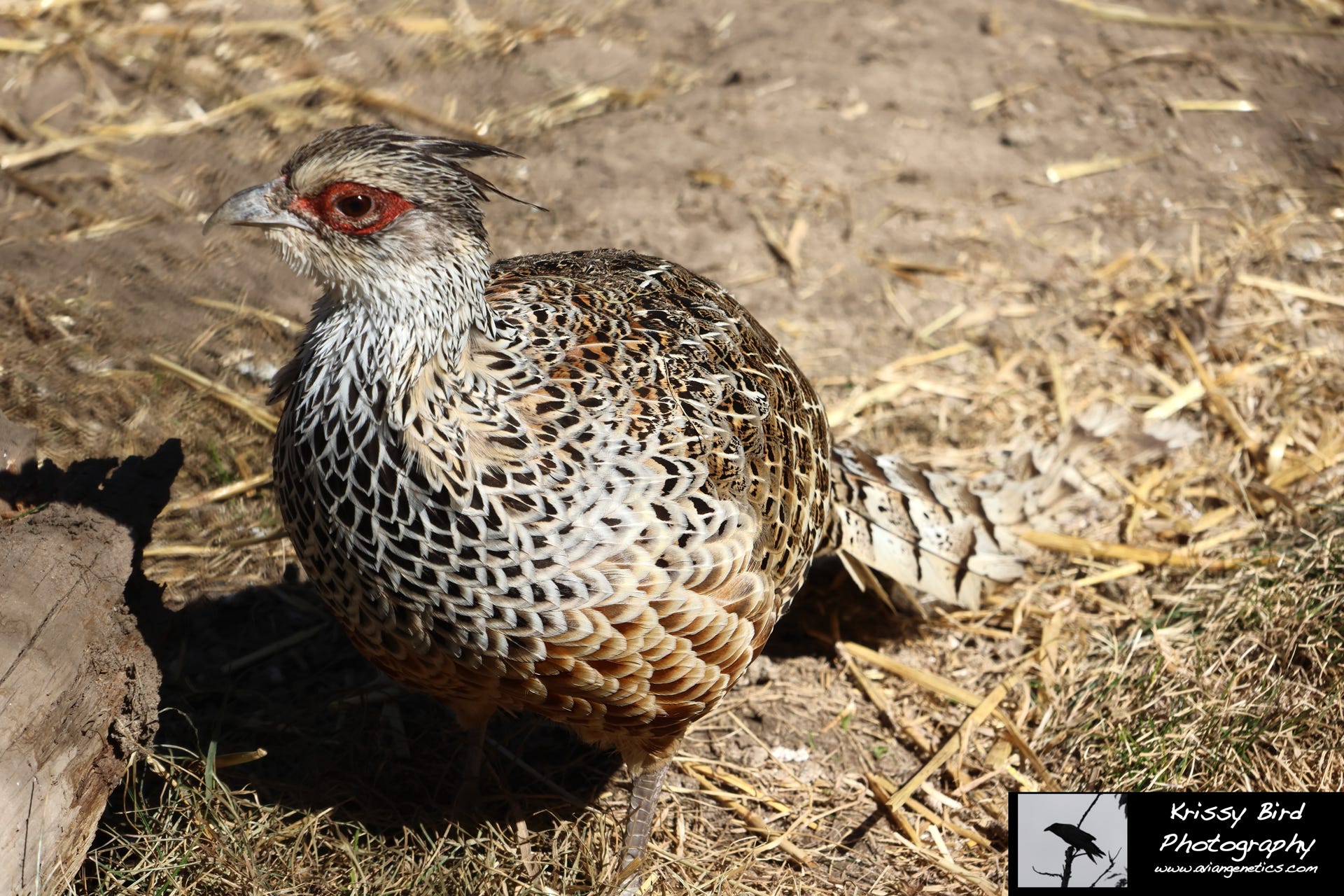 Pheasant Ridge Cheer Pheasant Female