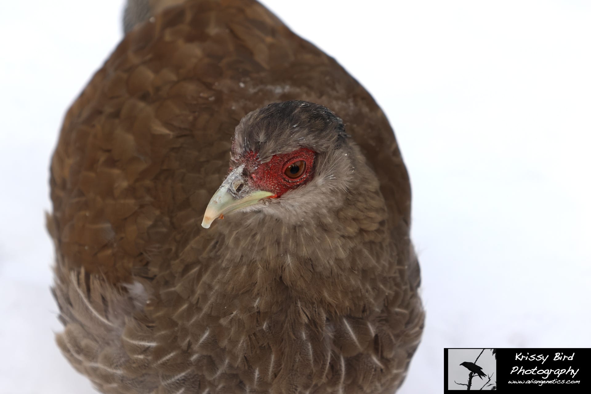 Pheasant Ridge Silver Pheasant Female