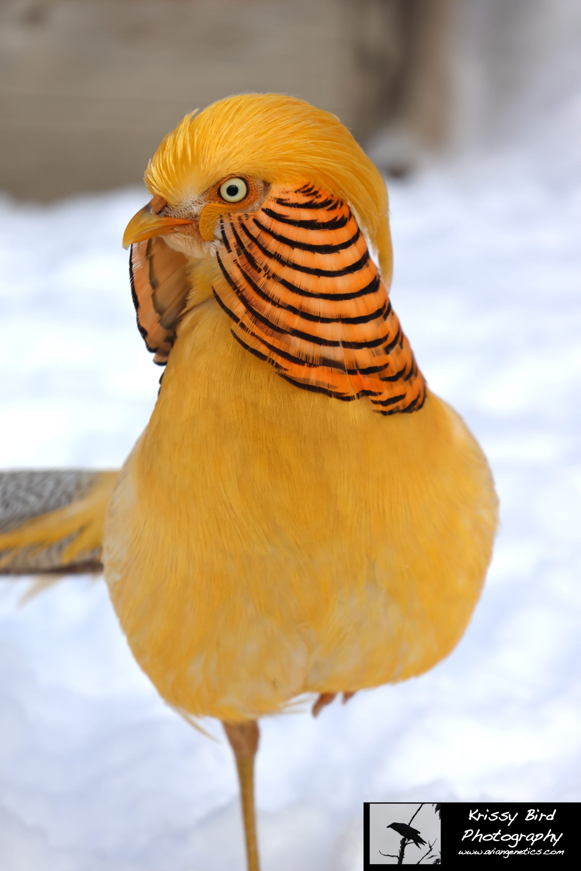 Pheasant Ridge - Yellow Golden Pheasant Male