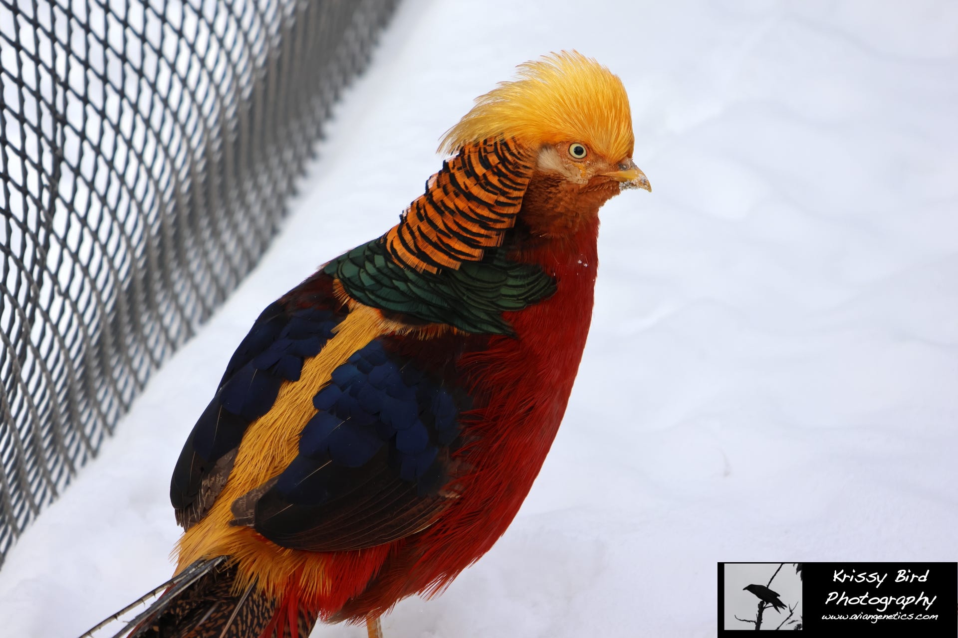 Pheasant Ridge - Red Golden Pheasant Male