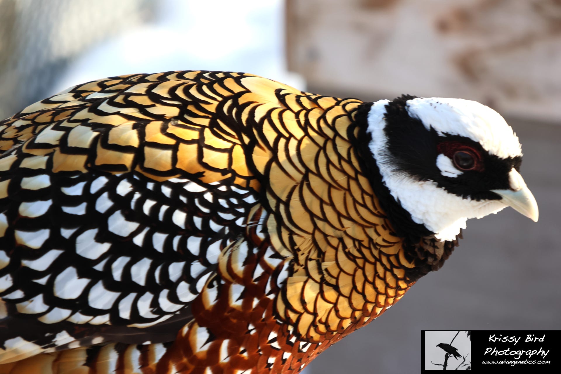 Pheasant Ridge - Reeves Pheasant Male