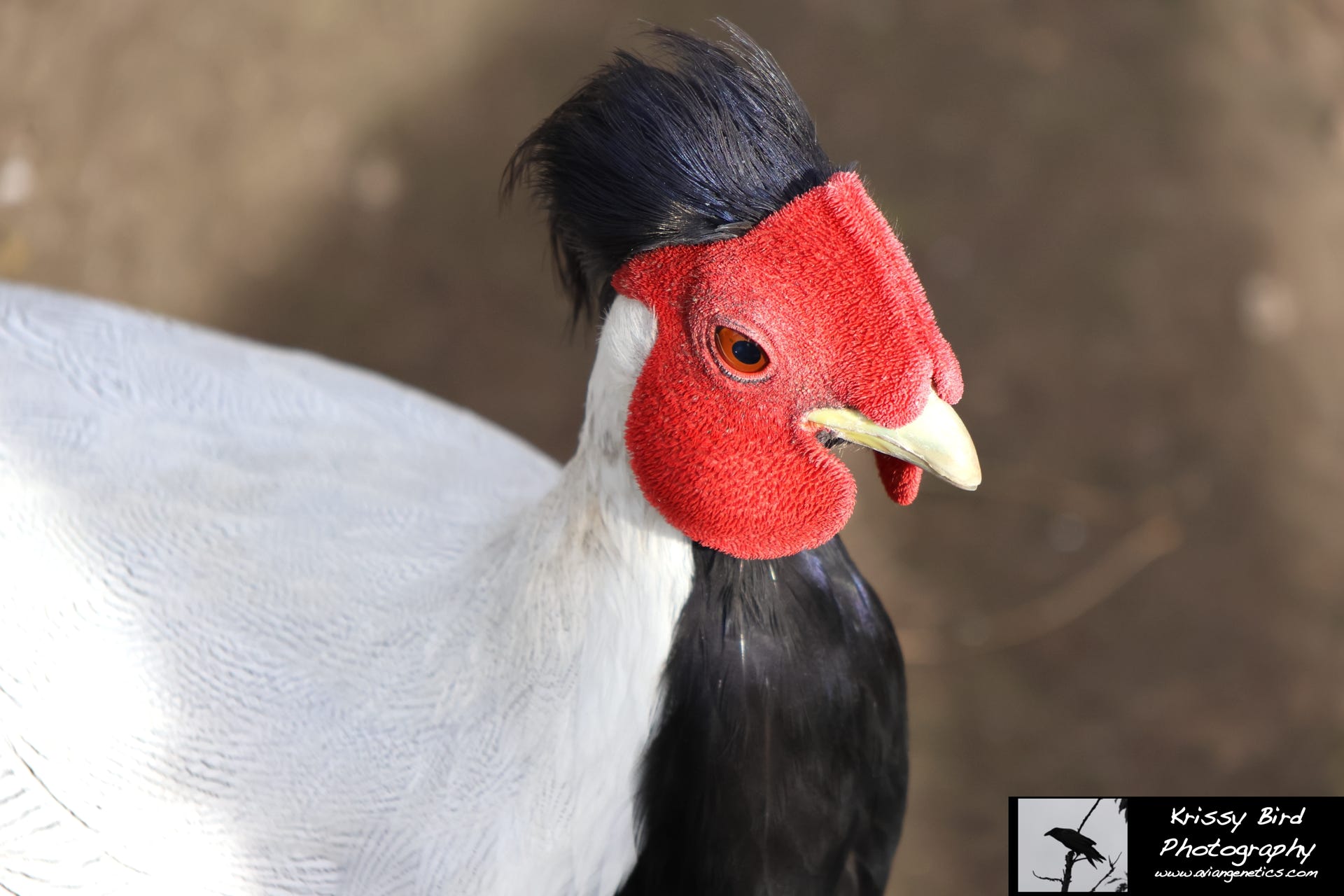 Pheasant Ridge - Silver Pheasant Male