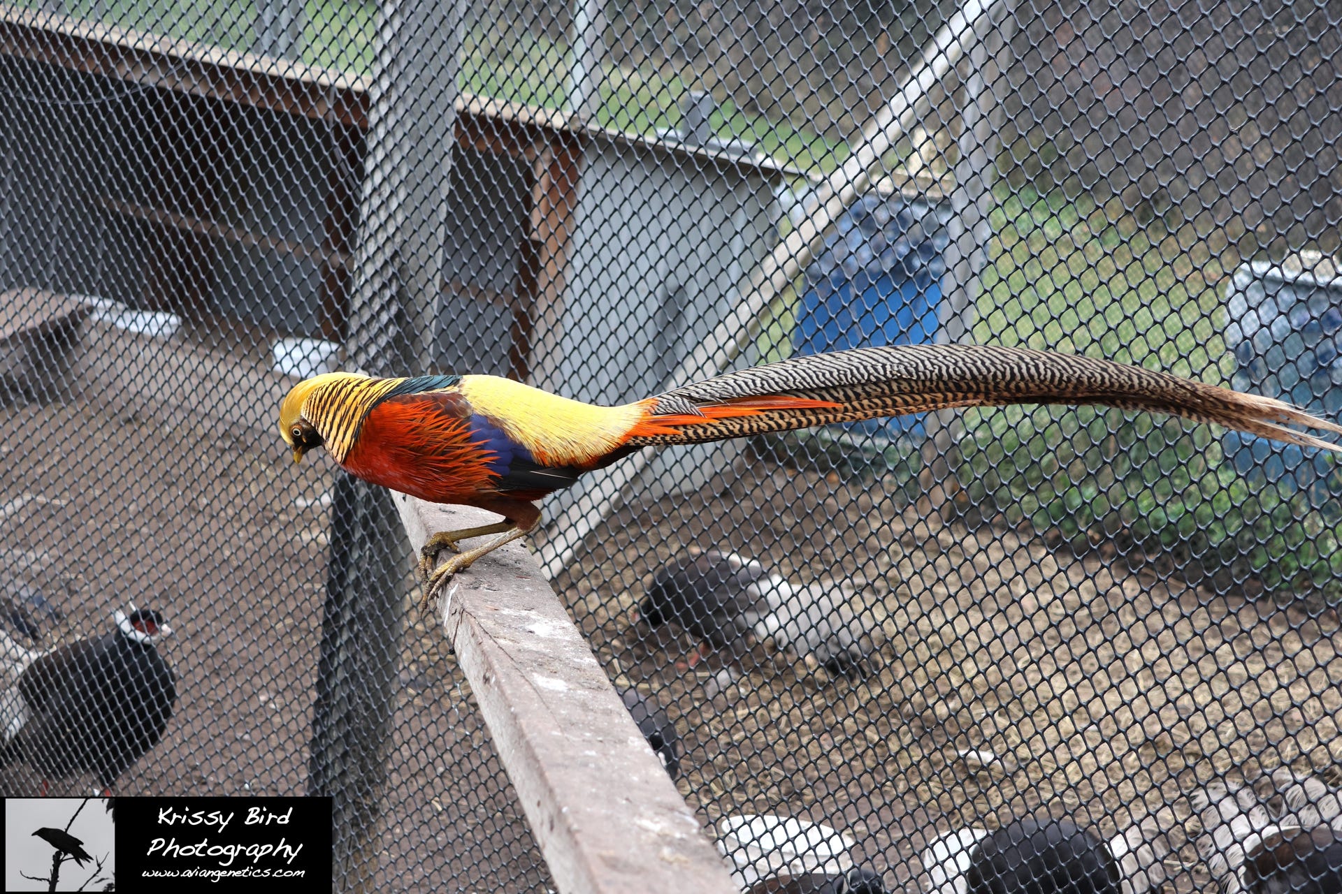 Pheasant Ridge - Flame Golden Pheasant Male