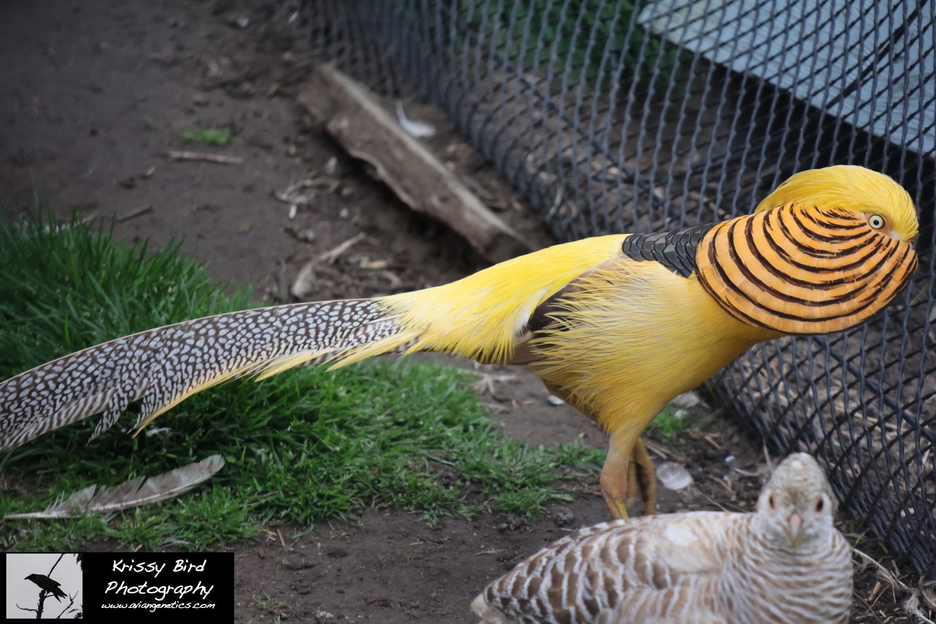 Pheasant Ridge - Yellow Golden Pheasant Pair