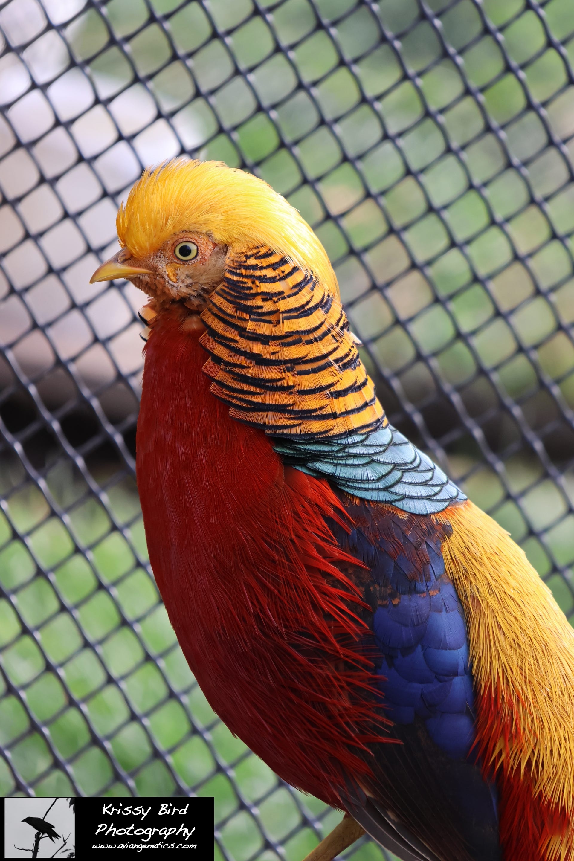 Pheasant Ridge - Red Golden Pheasant Male