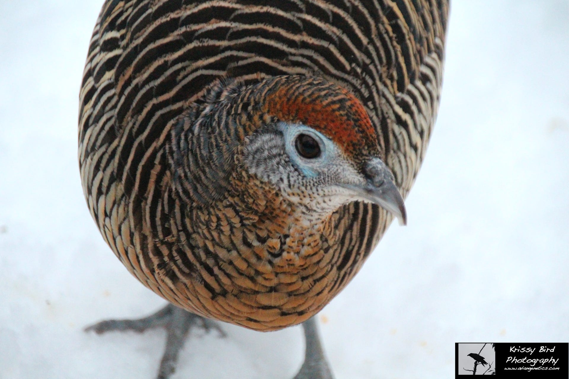 Pheasant Ridge Amherst Pheasant Female