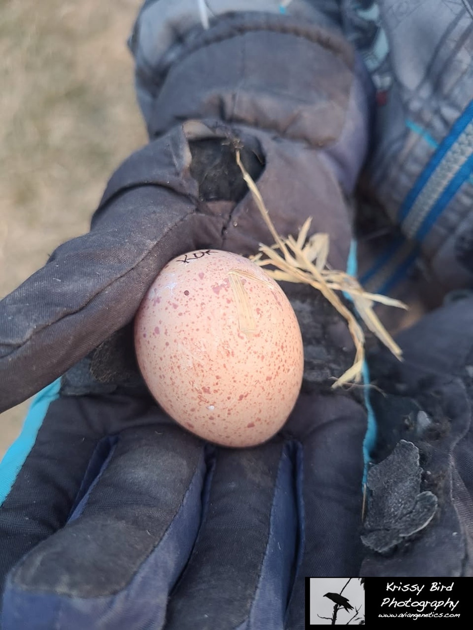 Pheasant Ridge - Koklass Egg