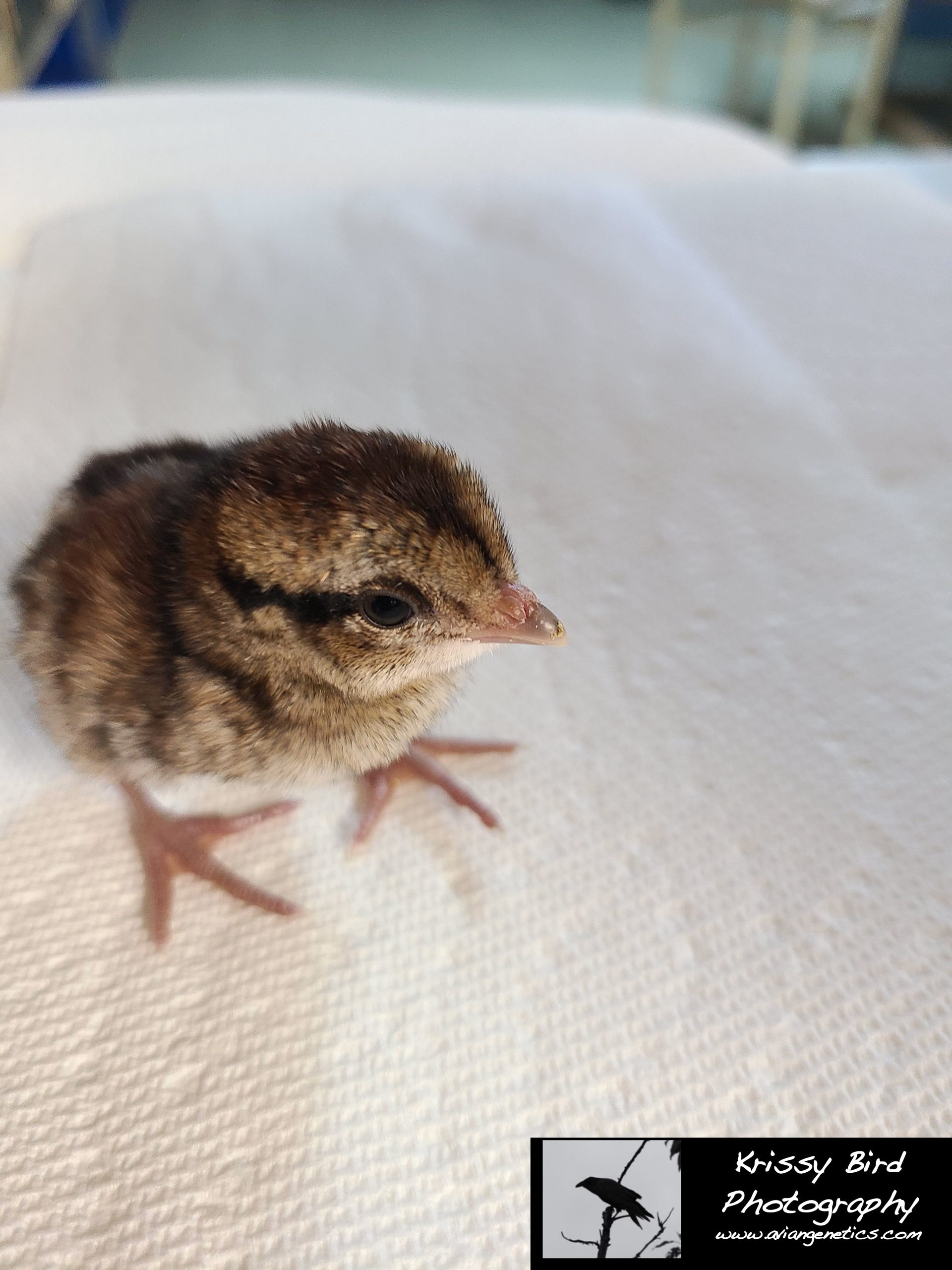 Pheasant Ridge - Elliot Pheasant Chick