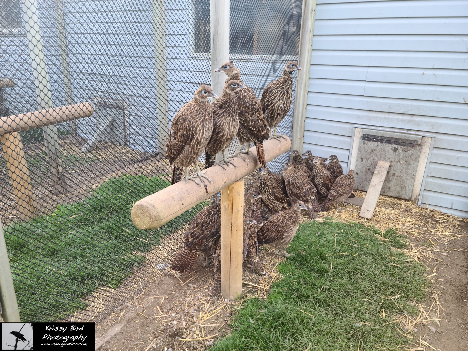 Pheasant Ridge - Impeyan Pheasant Chicks
