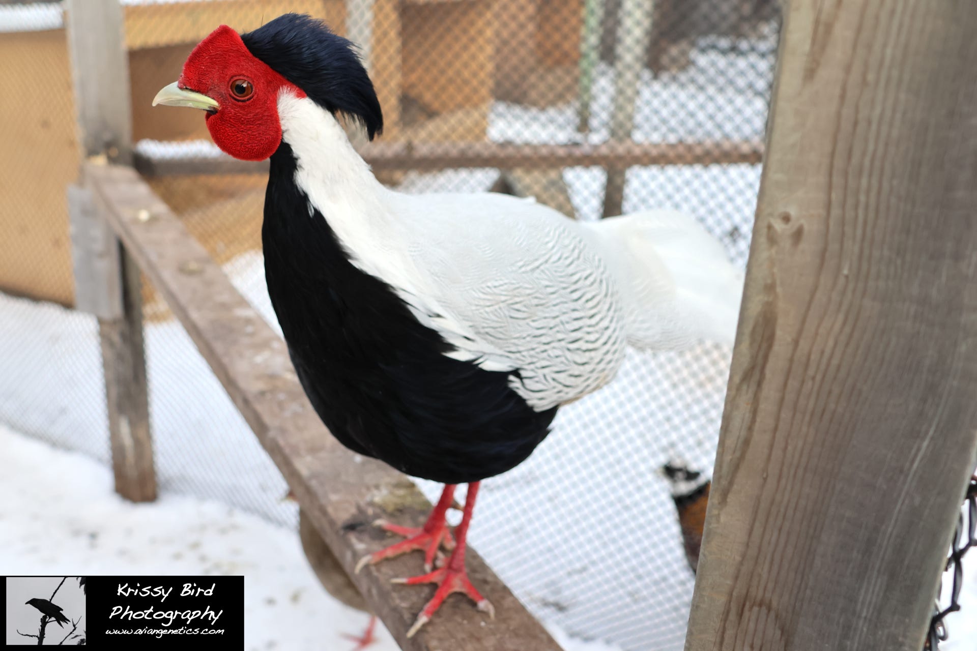 Pheasant Ridge - Silver Pheasant Male