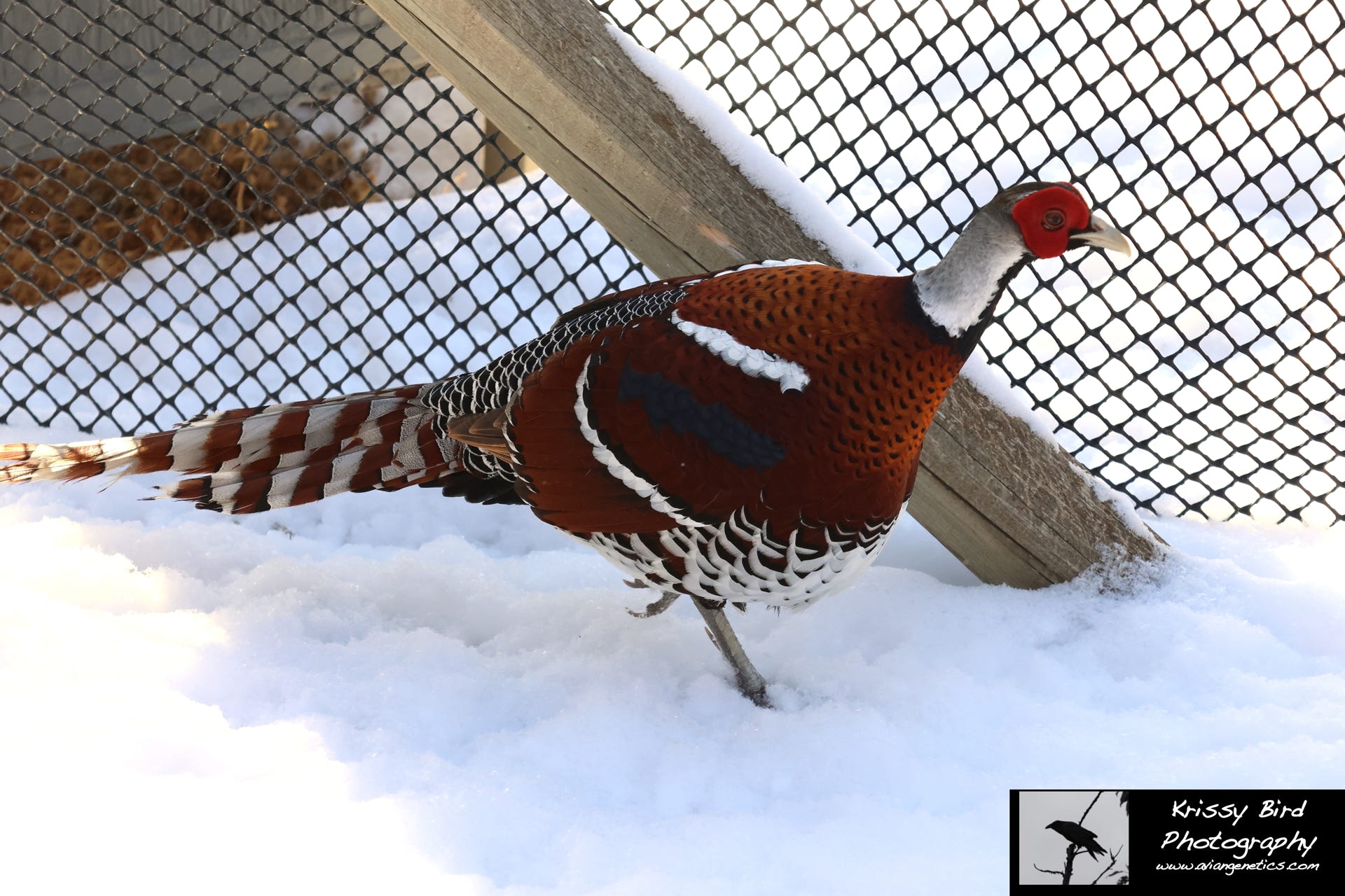 Pheasant Ridge - Elliot Pheasant Male