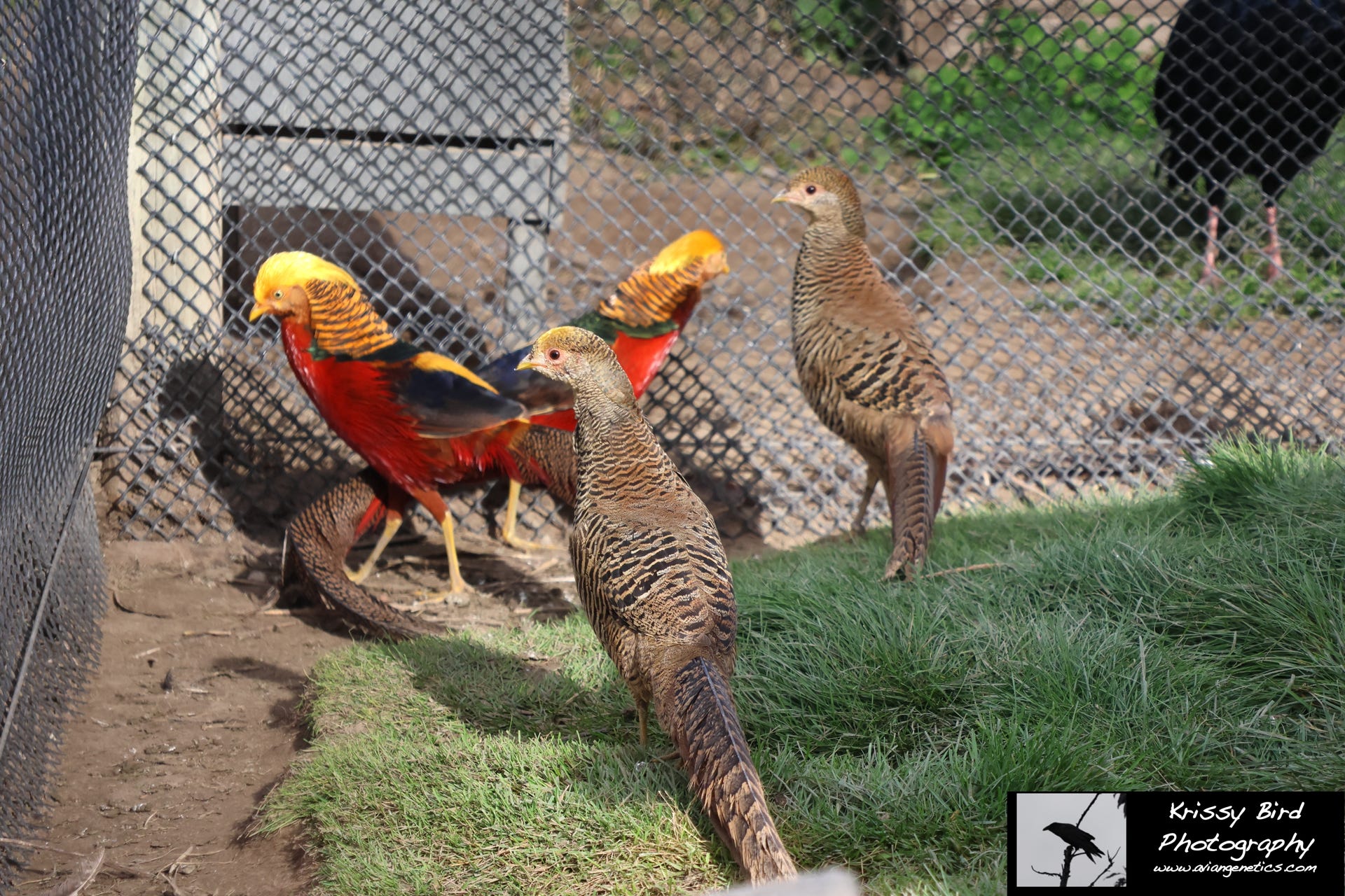 Pheasant Ridge - Red Golden Pheasants