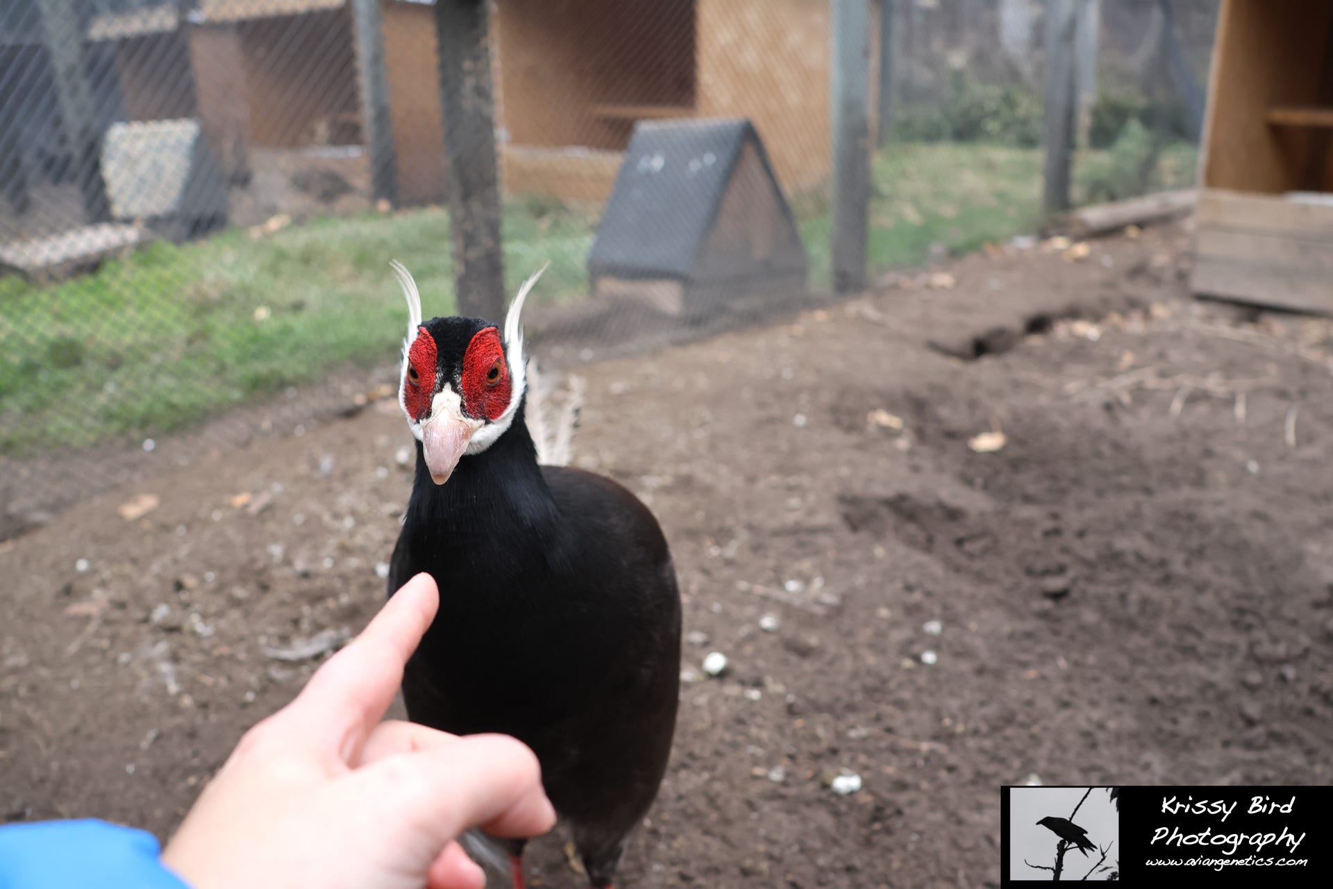 Pheasant Ridge - Brown Eared Pheasant Female