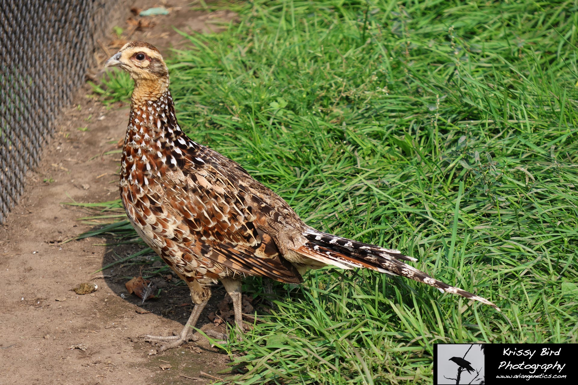 Pheasant Ridge - Reeves Pheasant Female