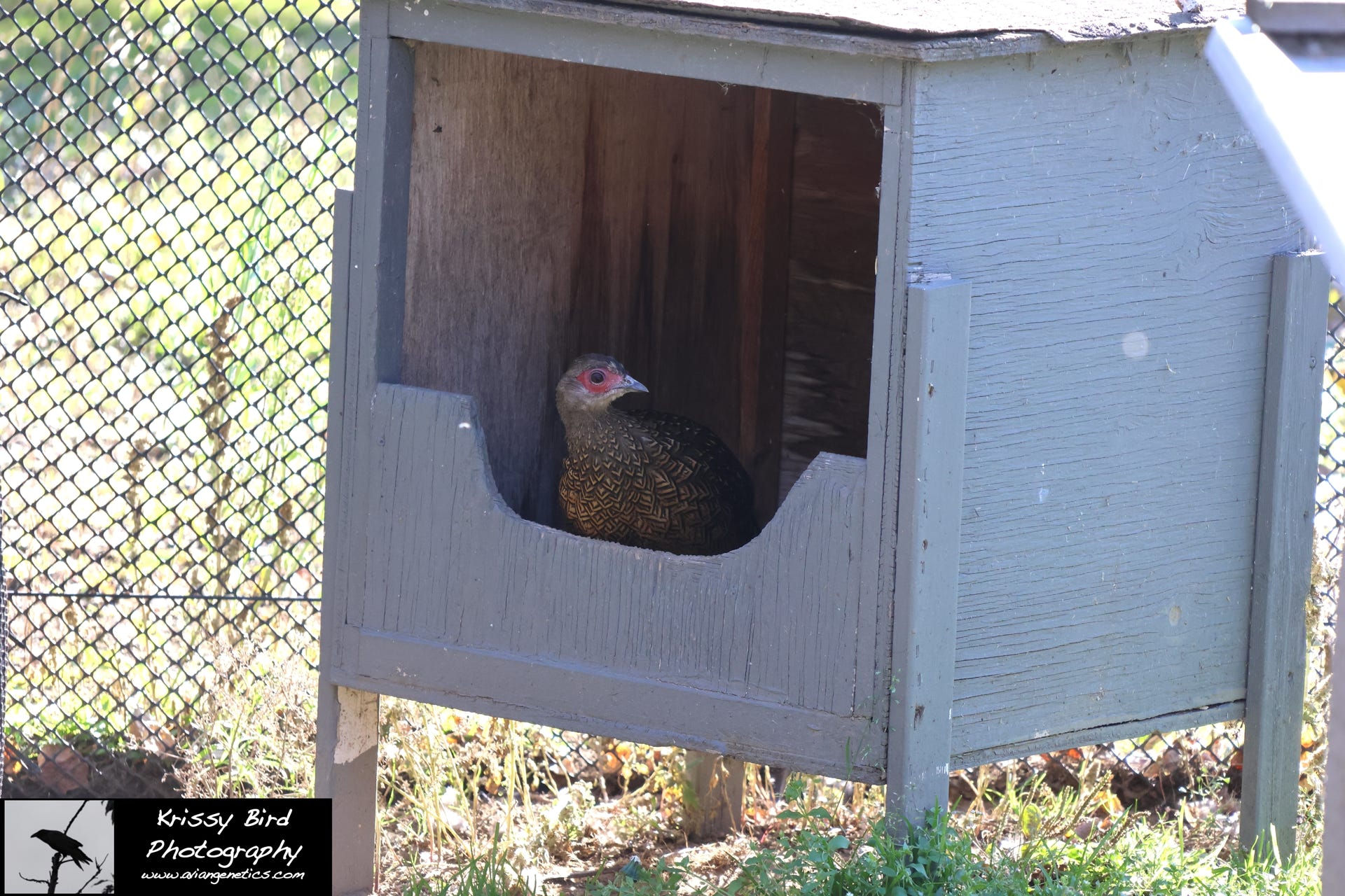 Pheasant Ridge - Swinhoe Pheasant Female