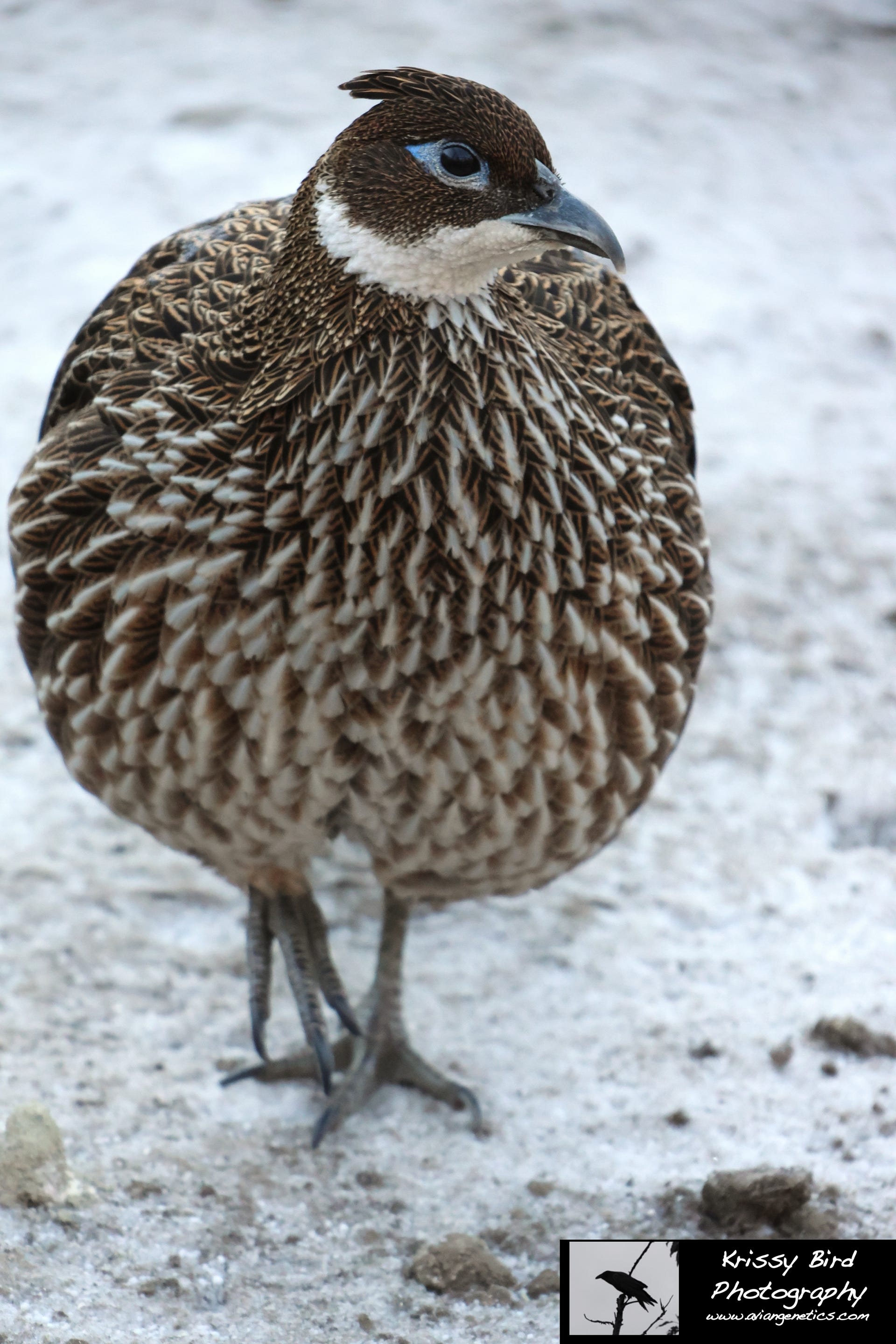 Pheasant Ridge - Impeyan Pheasant Female