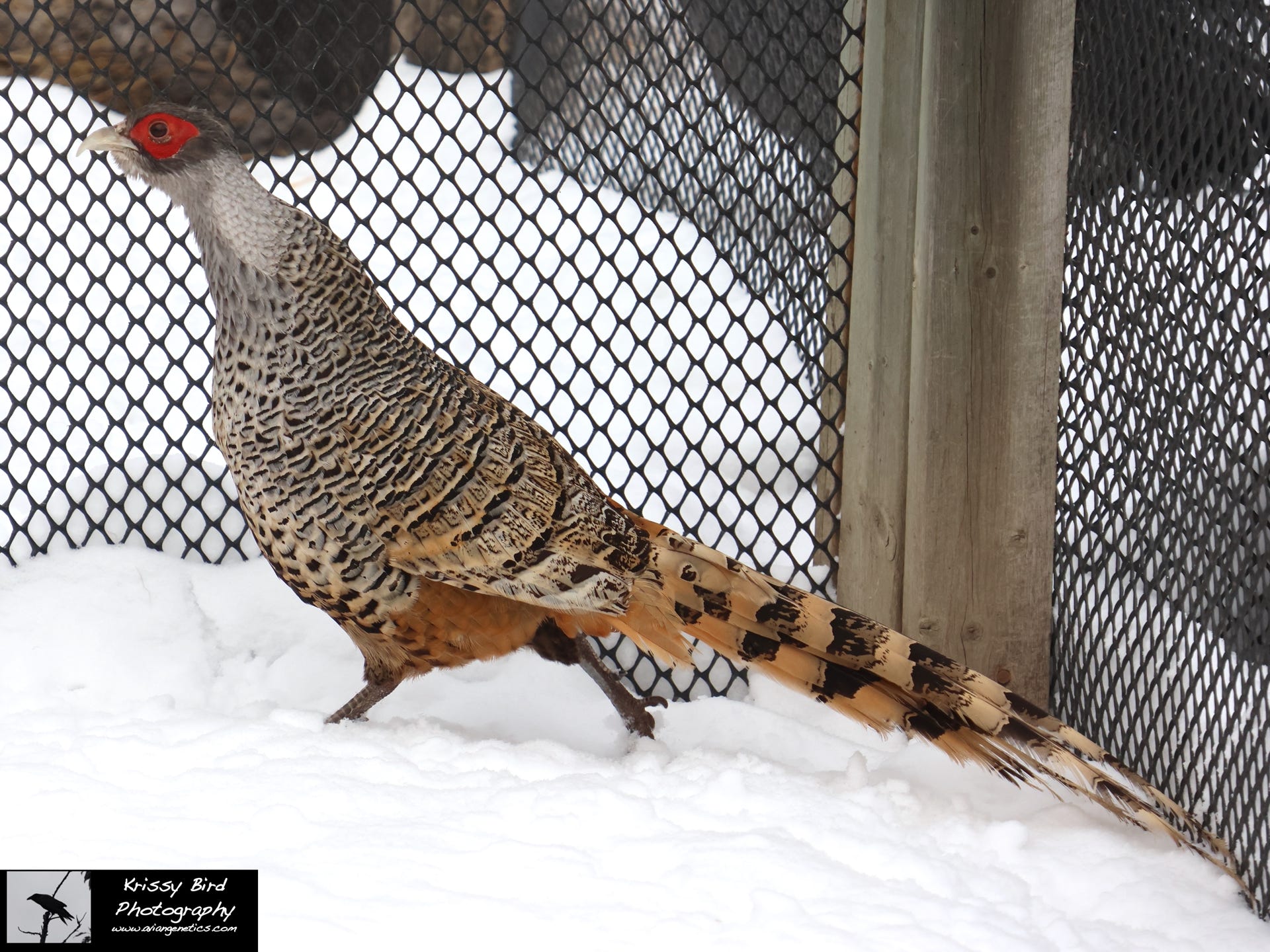 Pheasant Ridge - Cheer Pheasant Male