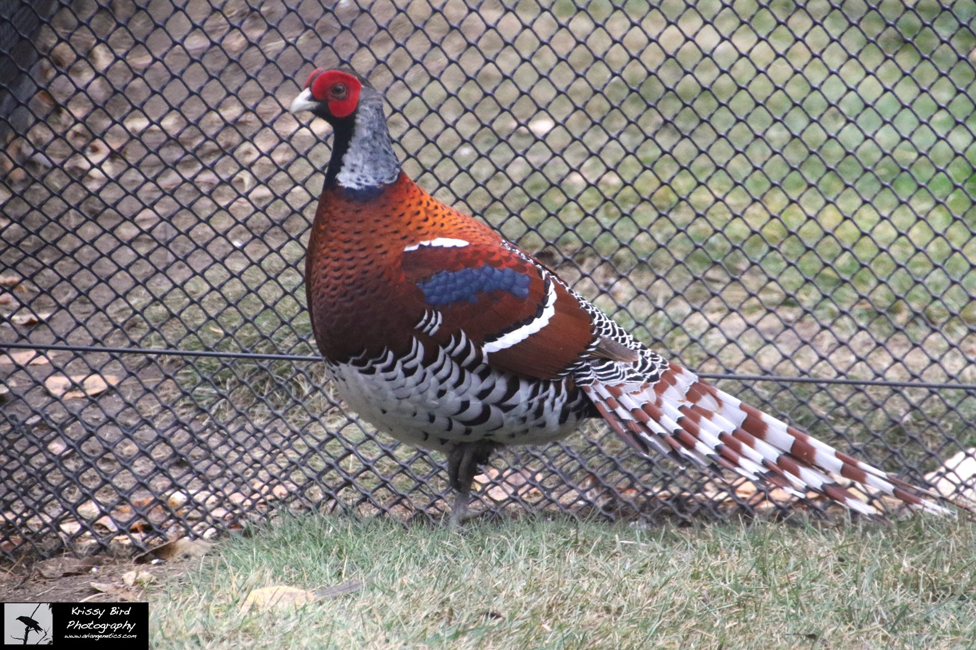 Pheasant Ridge - Elliot Pheasant Male