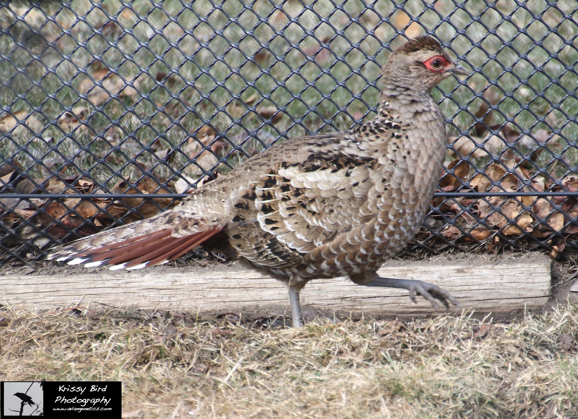 Pheasant Ridge - Humes Pheasant Female