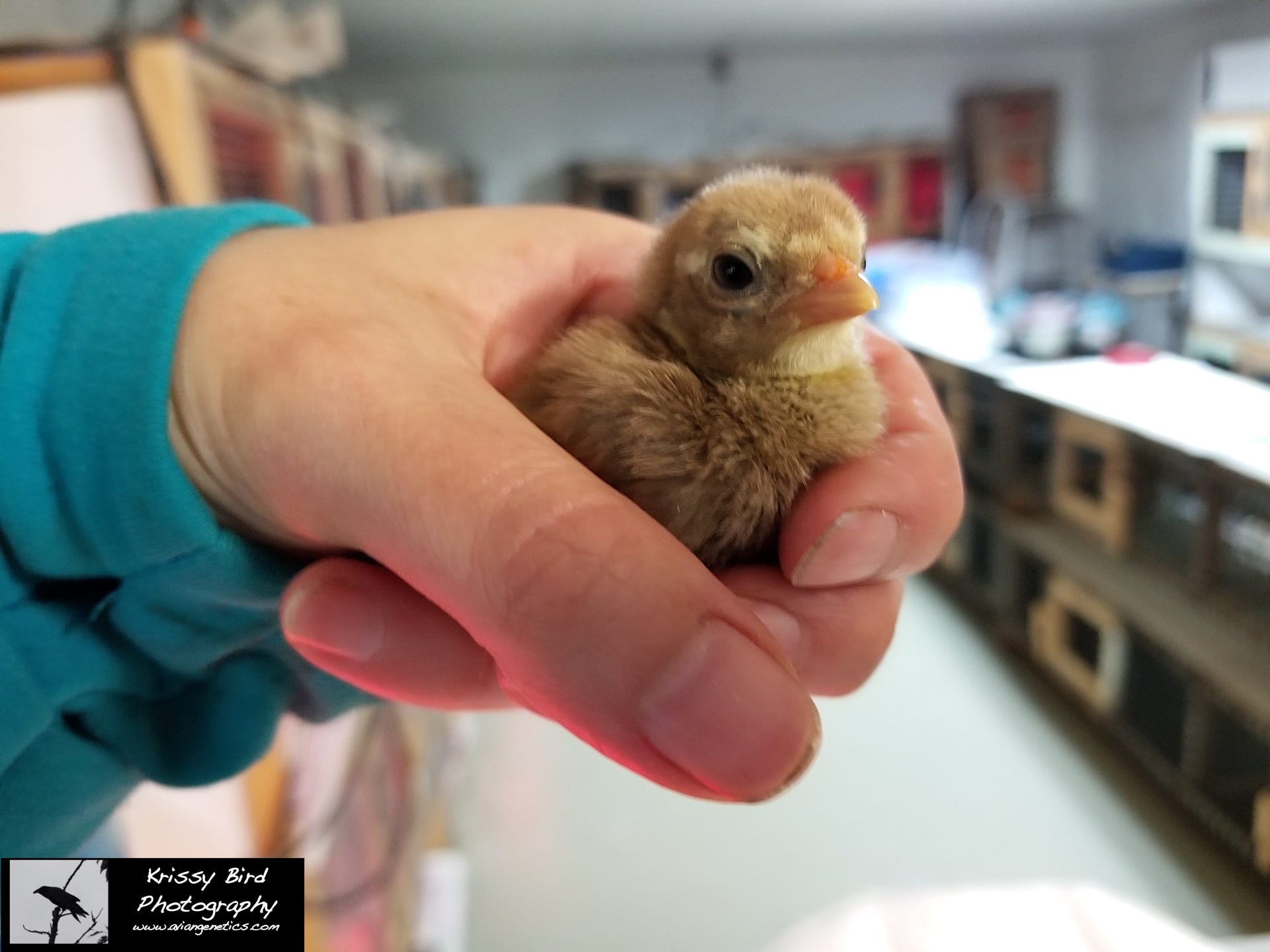 Pheasant Ridge - Yellow Flame Golden Pheasant Chick
