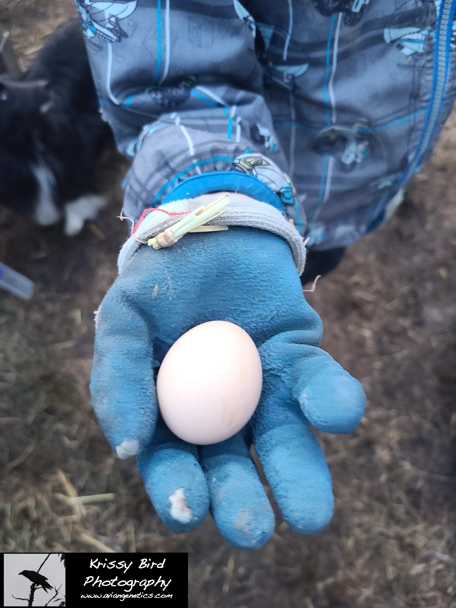 Pheasant Ridge - Humes Pheasant Egg