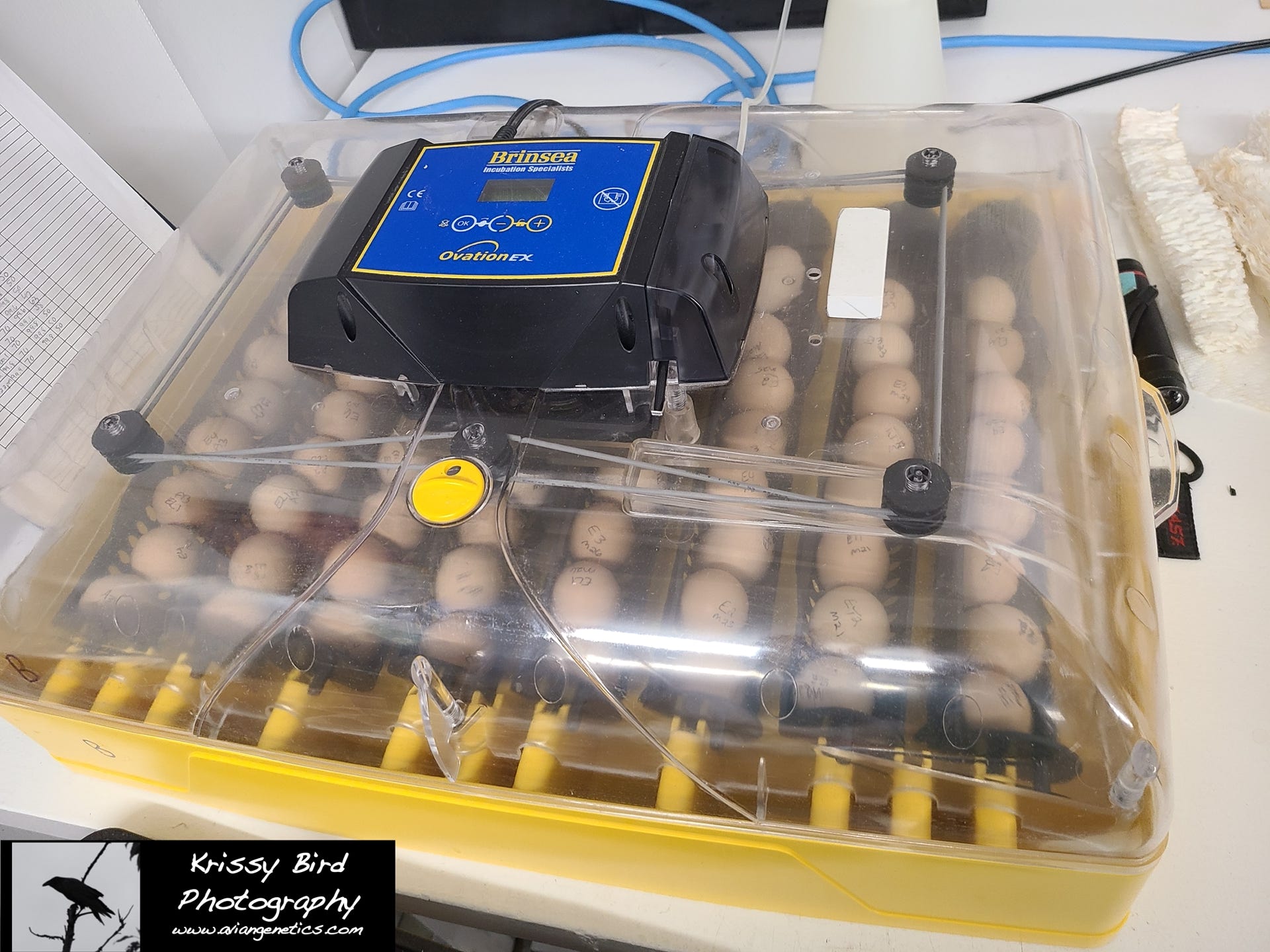 Pheasant Ridge Incubators