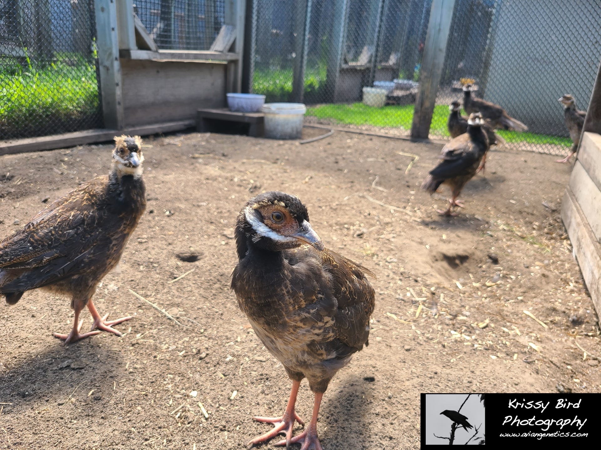 Pheasant Ridge - Brown Eared Pheasant Chicks