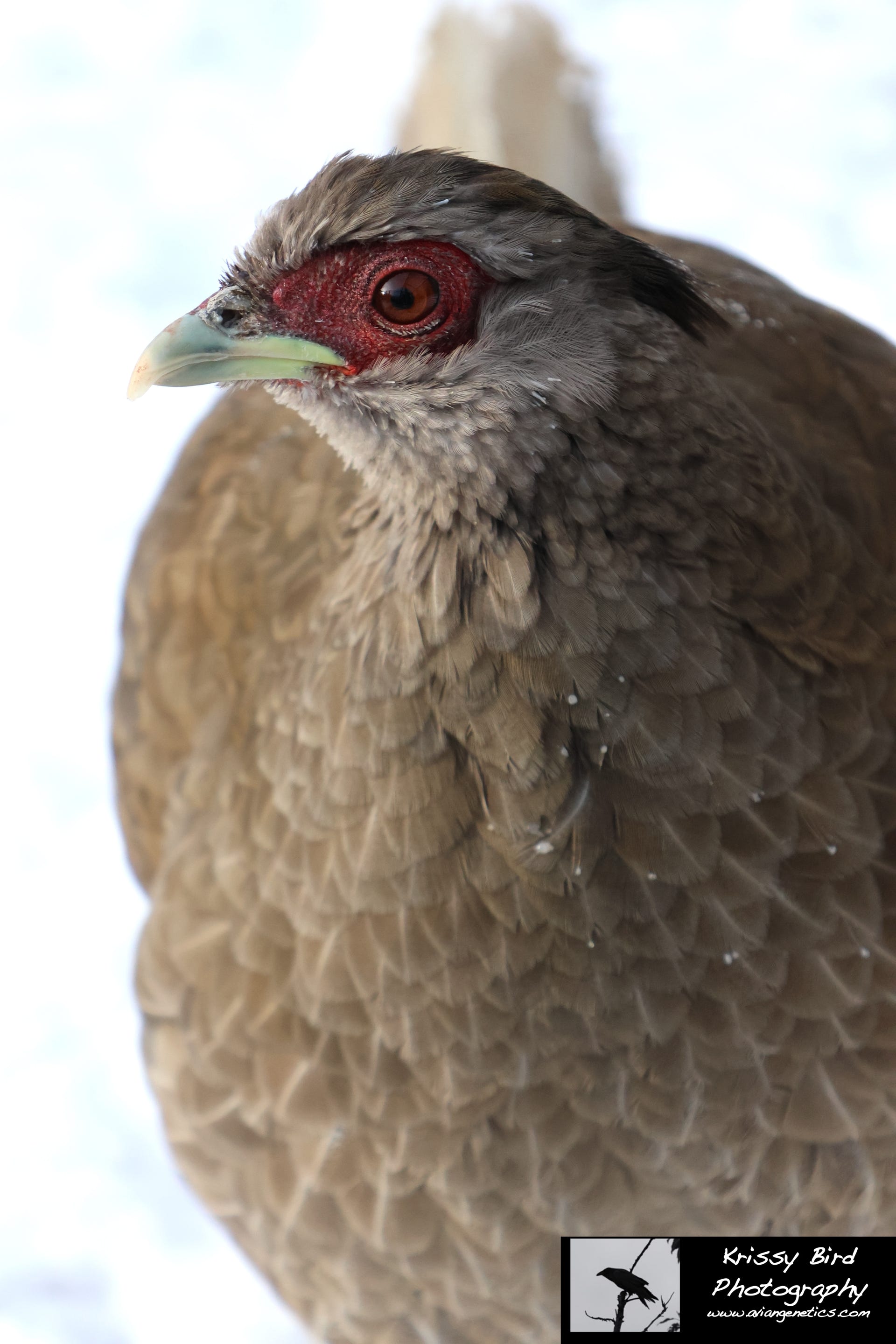 Pheasant Ridge - Silver Pheasant Female