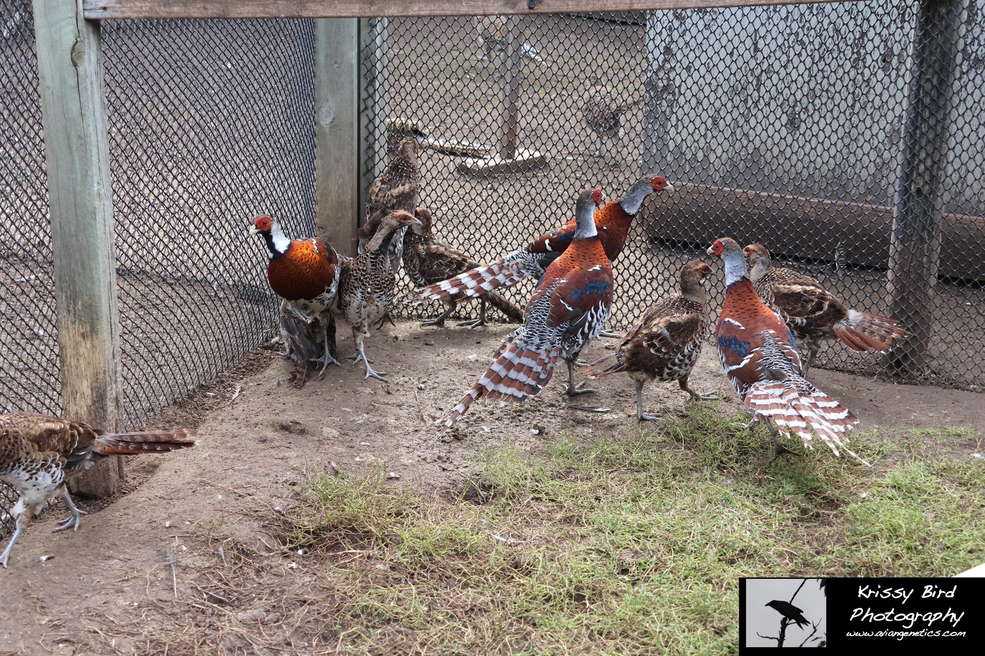Pheasant Ridge - Elliot Pheasant Chicks