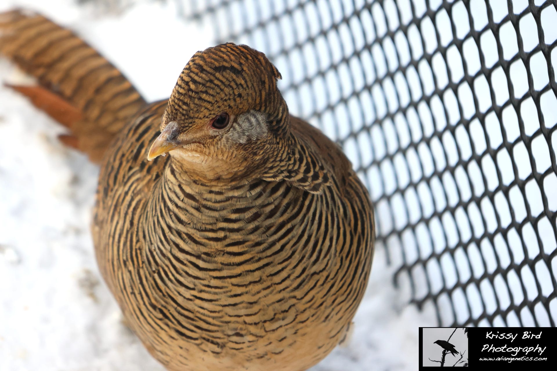 Pheasant Ridge - Red Golden Pheasant Female