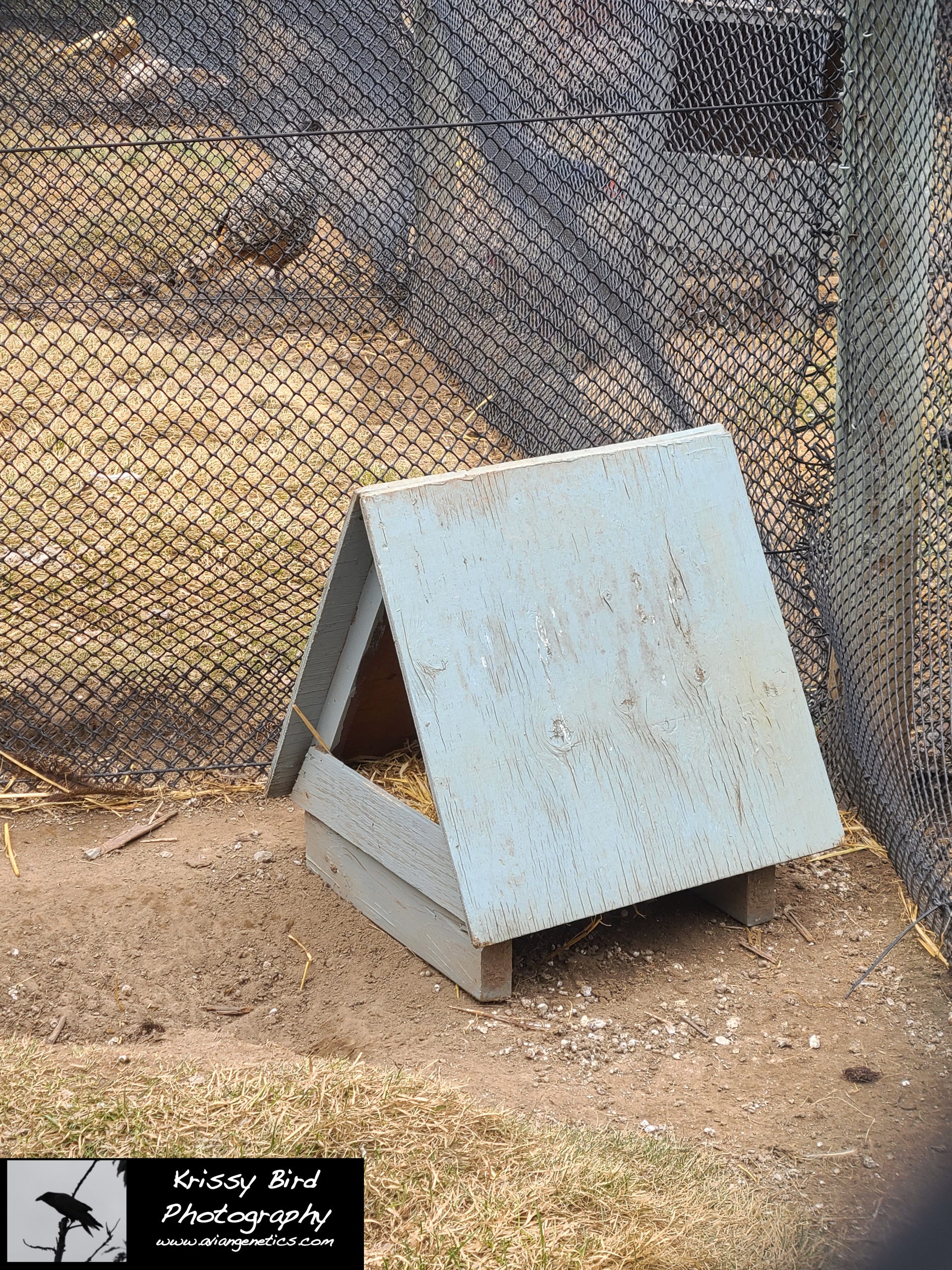 Pheasant Ridge tipi nesting box
